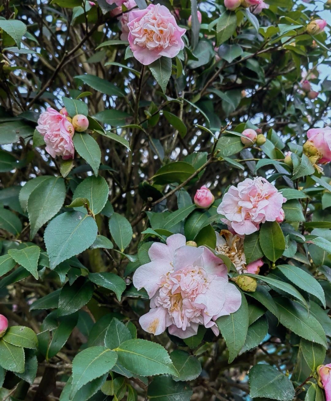 福安植物园旅行图片 1