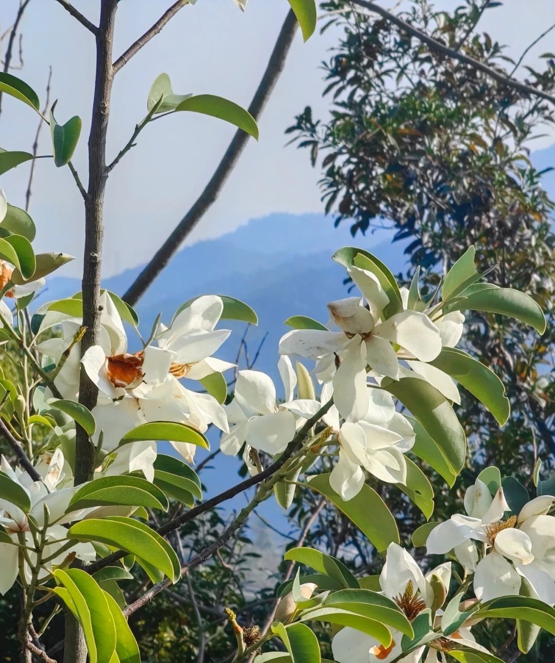 福安植物园旅行图片 2
