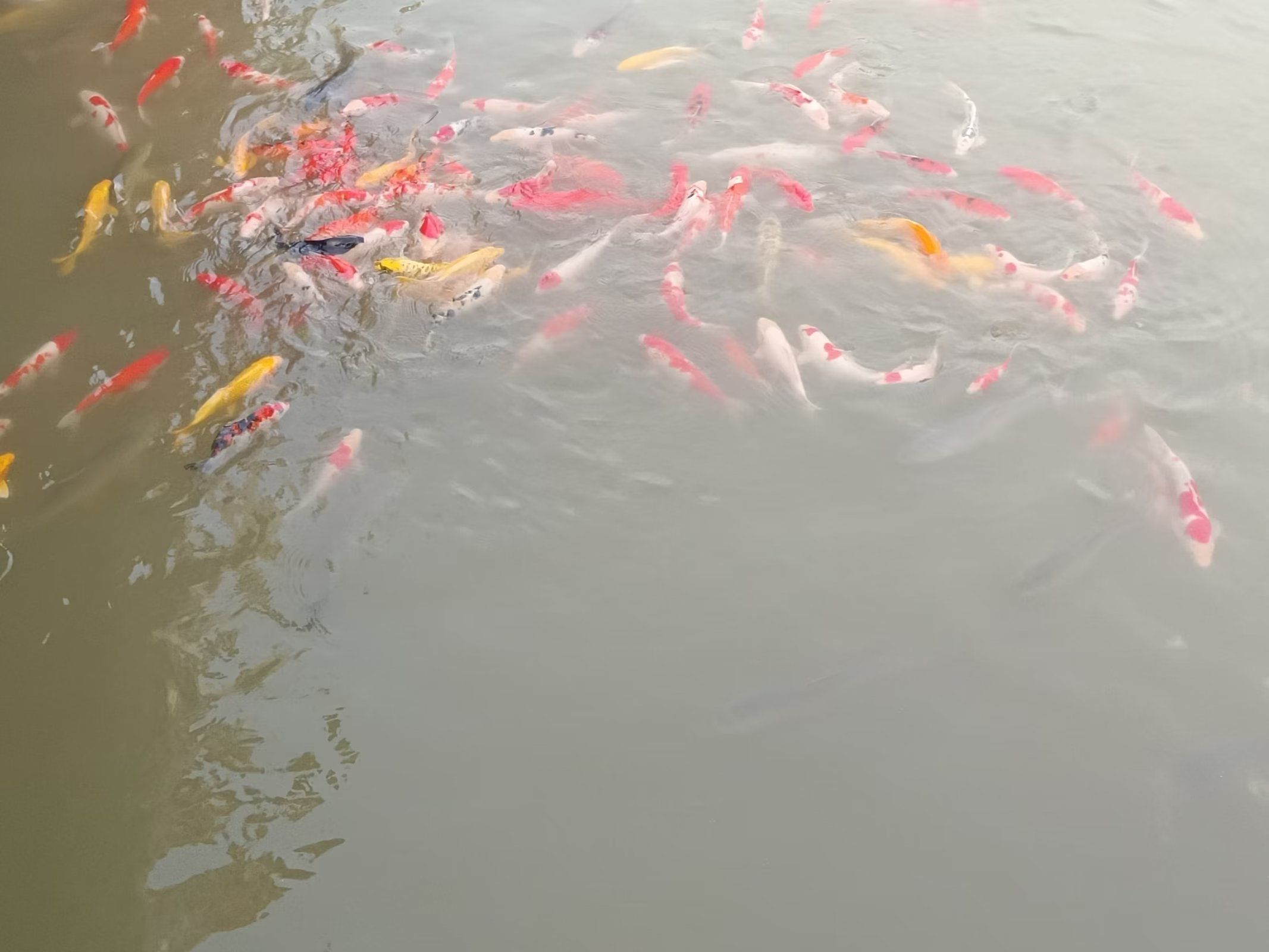 同心湖公园旅行图片 3
