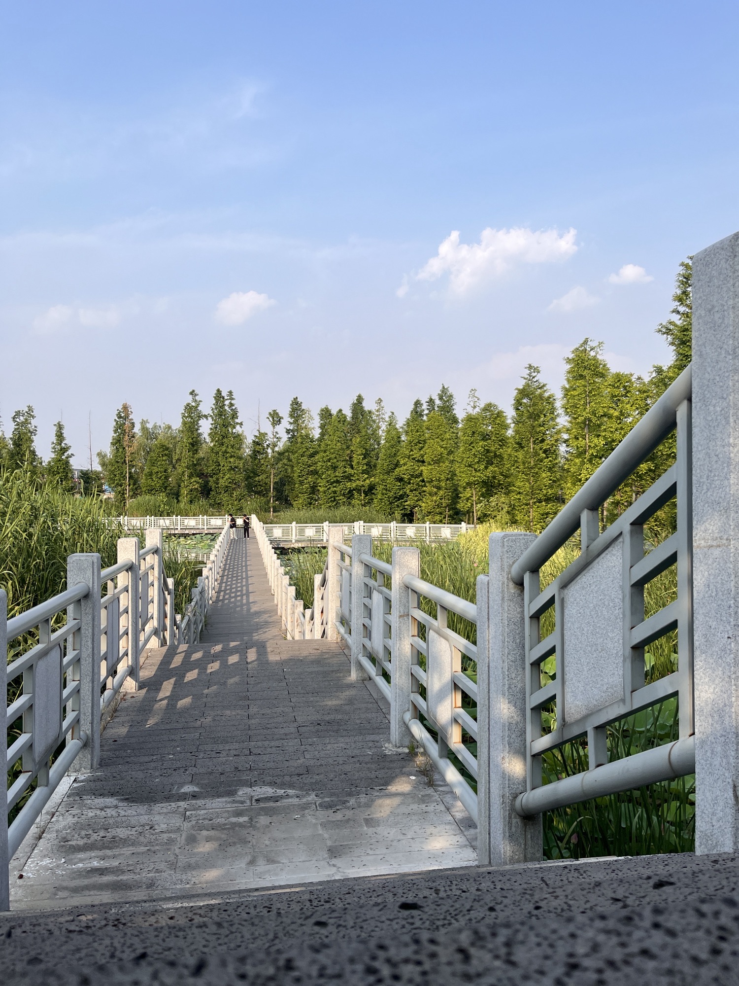 高邮湿地公园旅行图片 2
