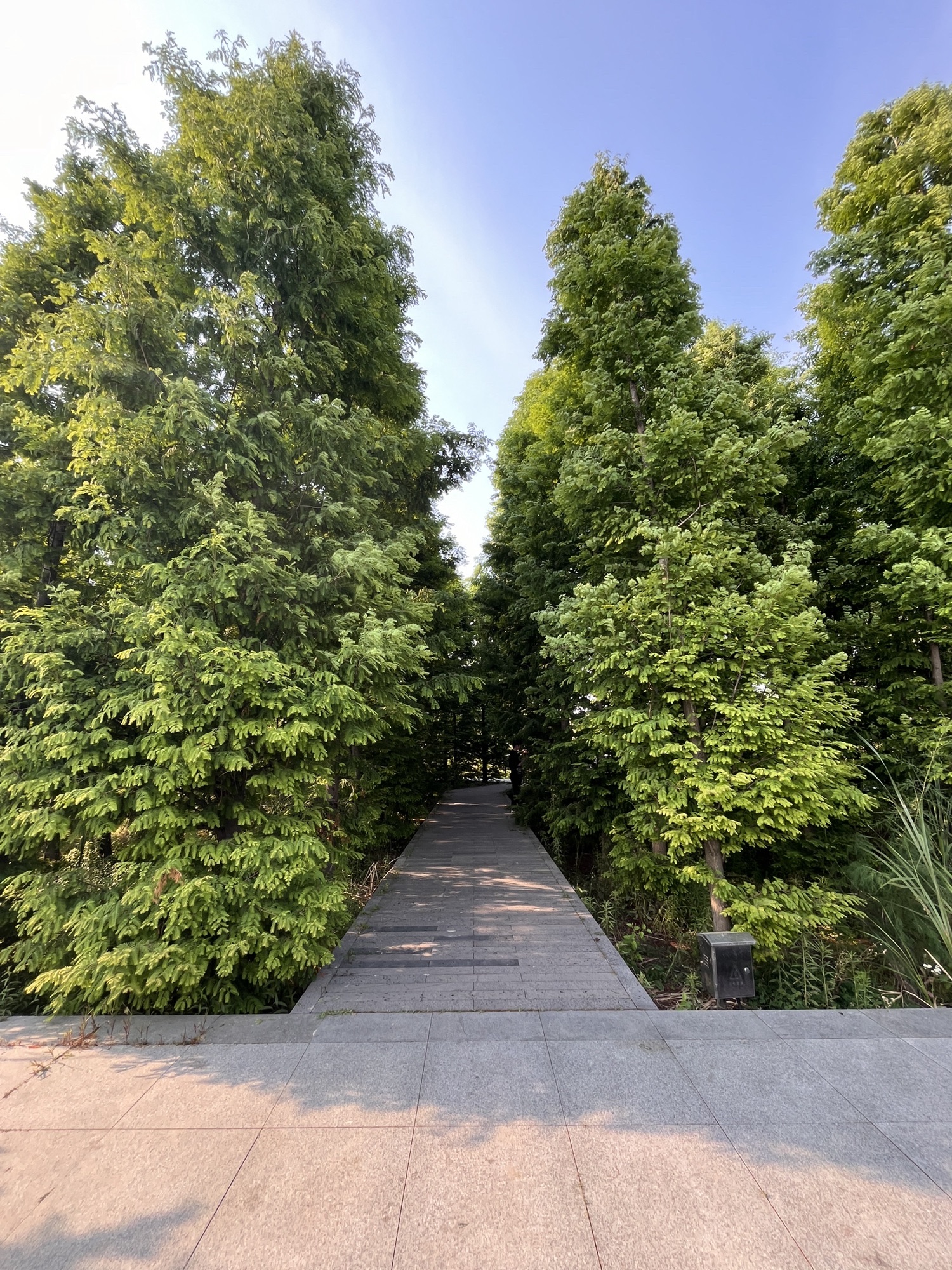 高邮湿地公园旅行图片 3