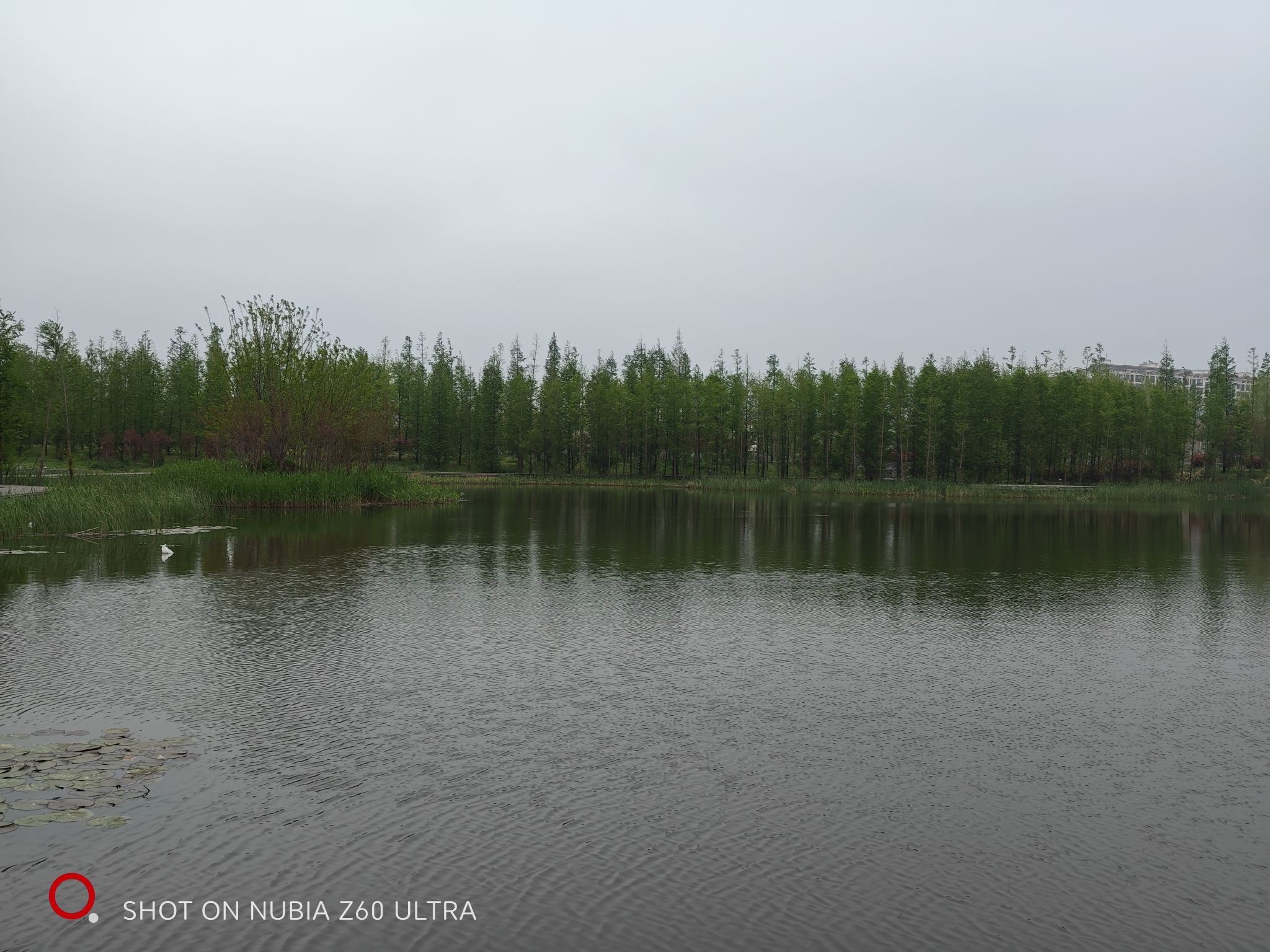 高邮湿地公园旅行图片 3