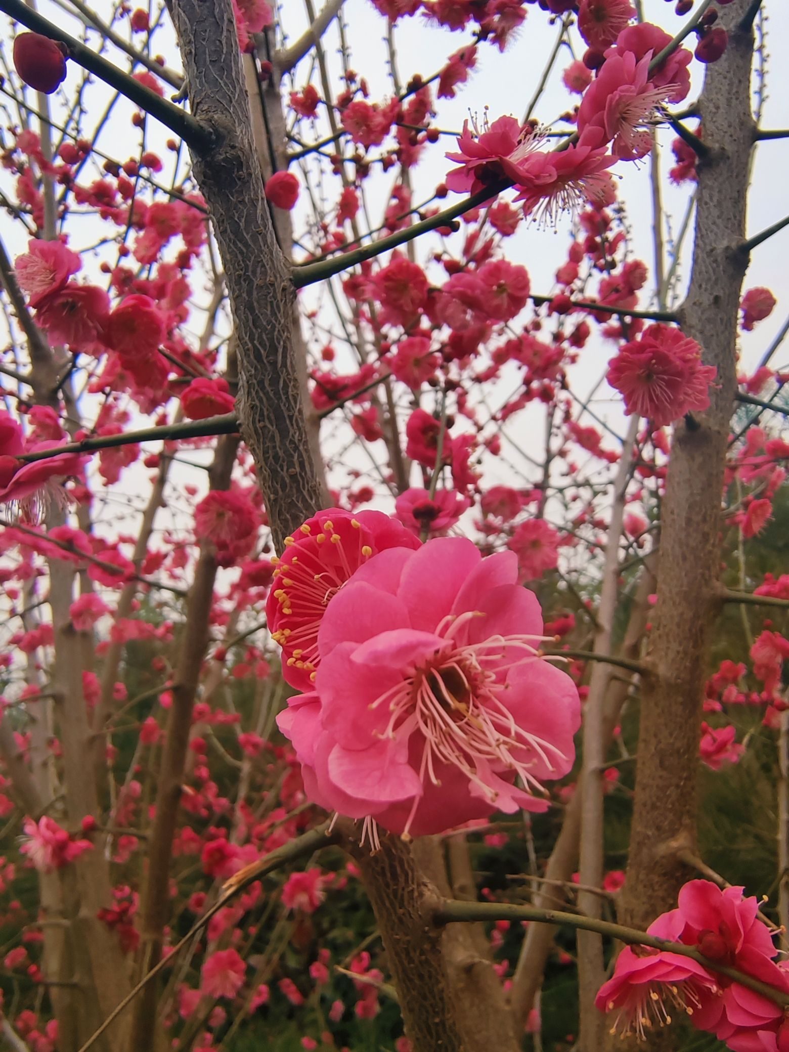 汤山湿地公园旅行图片 3