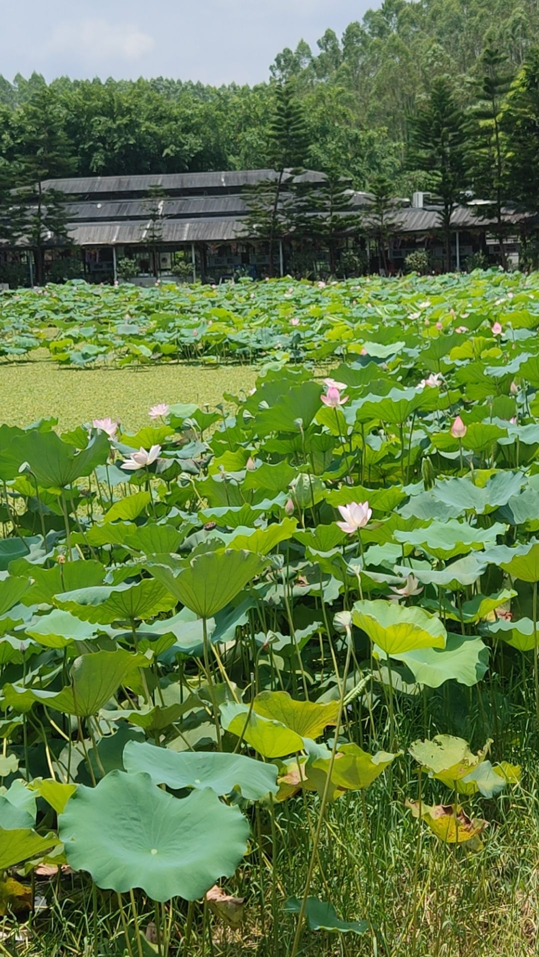 乡里人家水上乐园旅行图片 1