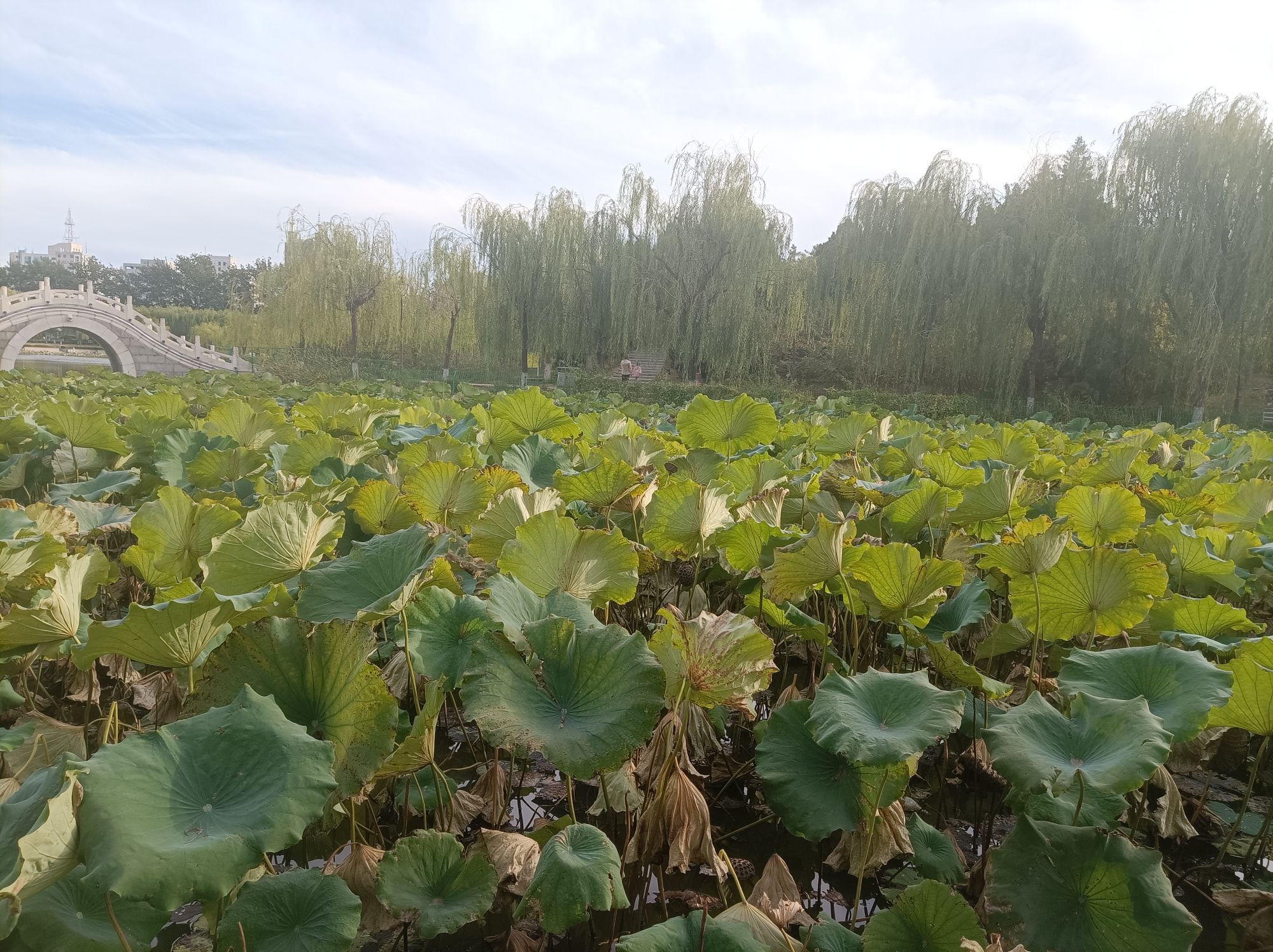 廊坊市劳动主题公园旅行图片