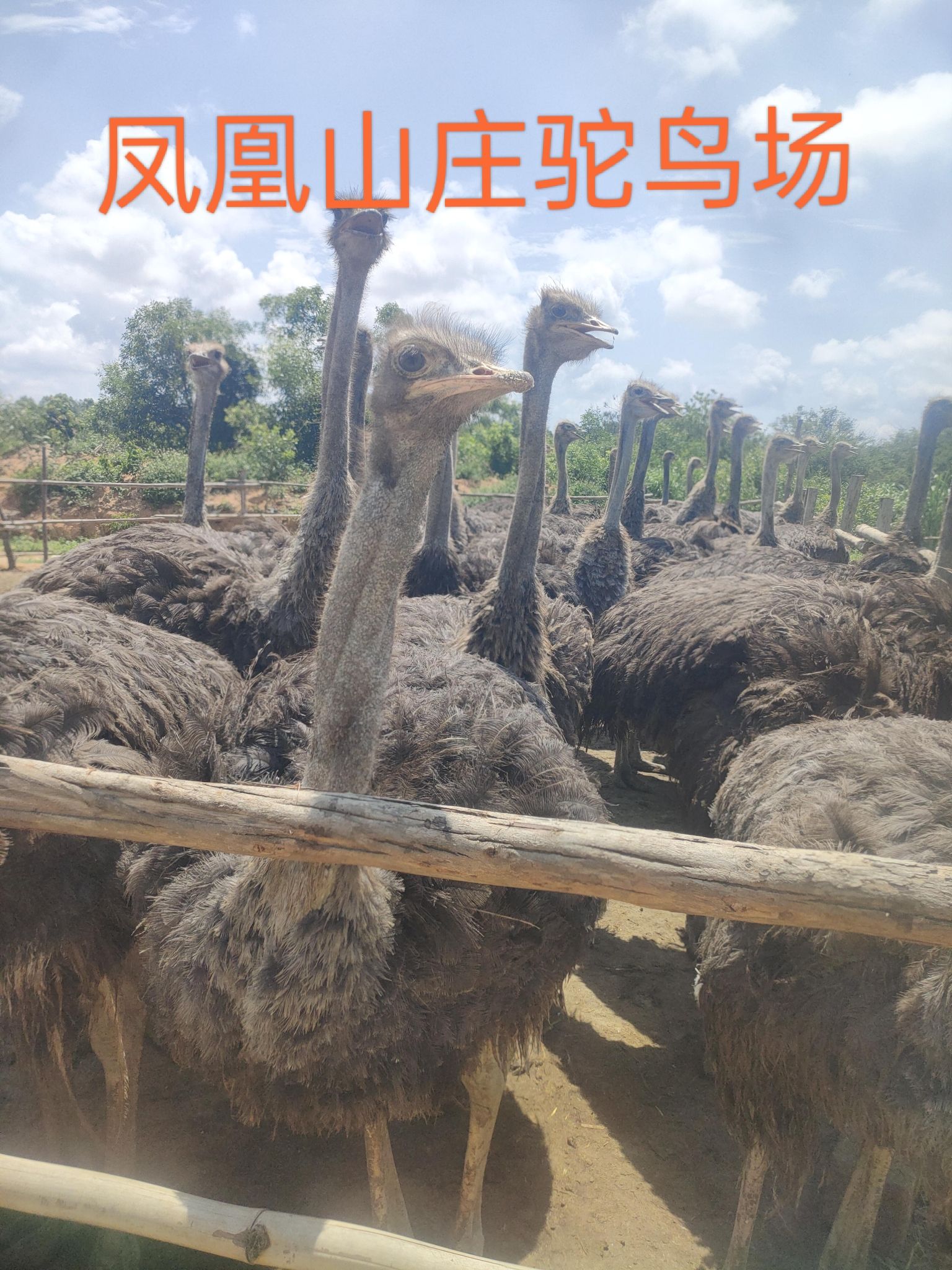 凤凰山庄农家乐