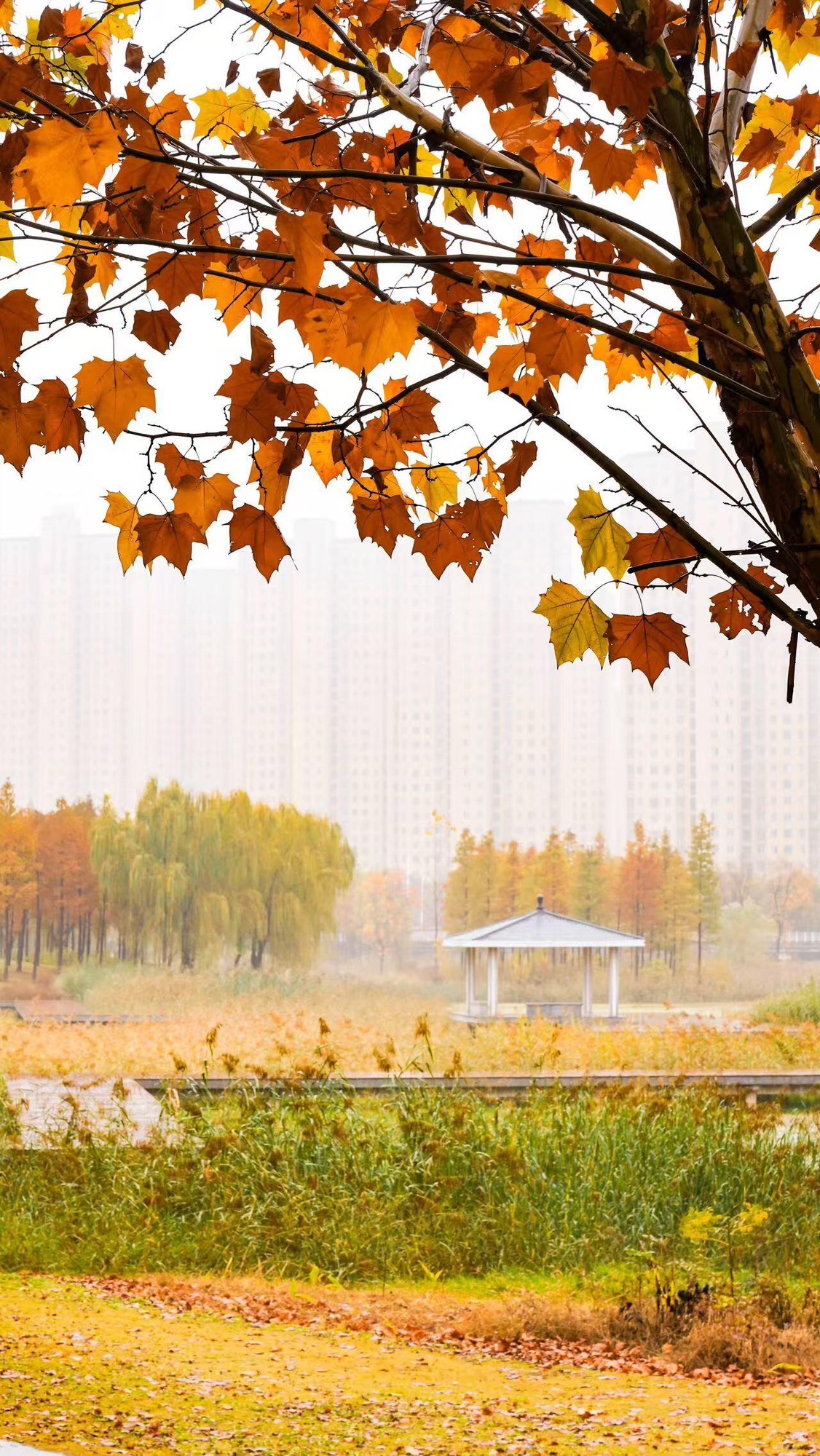 凤尾公园旅行图片 1