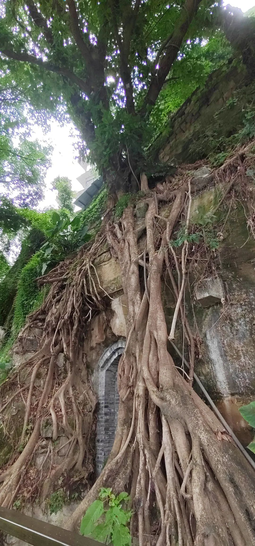 曾家岩临崖步道旅行图片 3