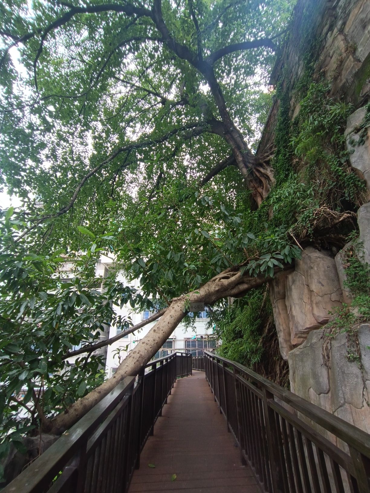 曾家岩临崖步道旅行图片 1