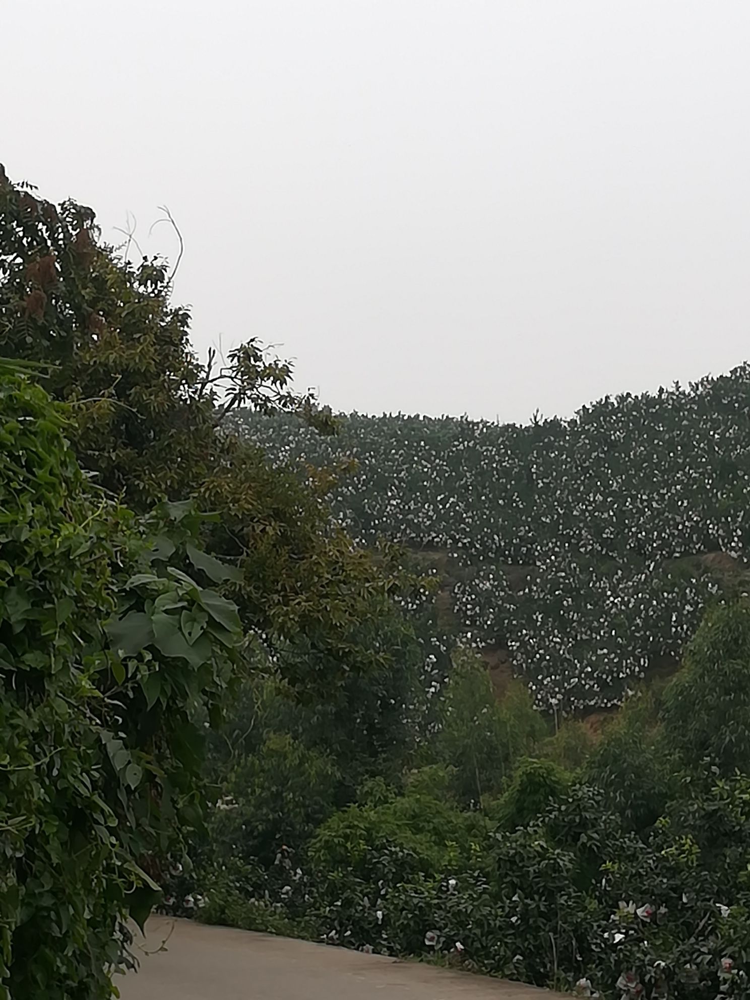 连鳌阁旅行图片 2