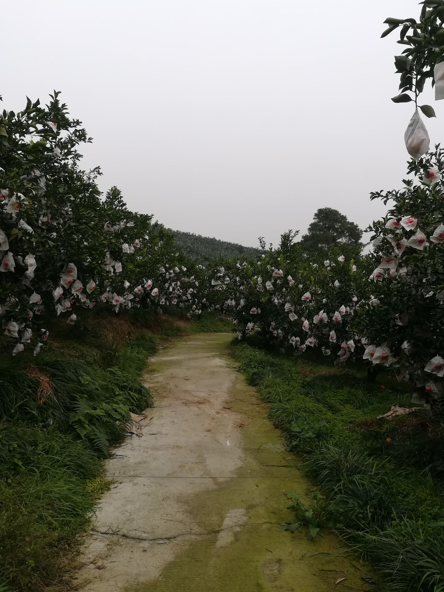 连鳌阁旅行图片 3