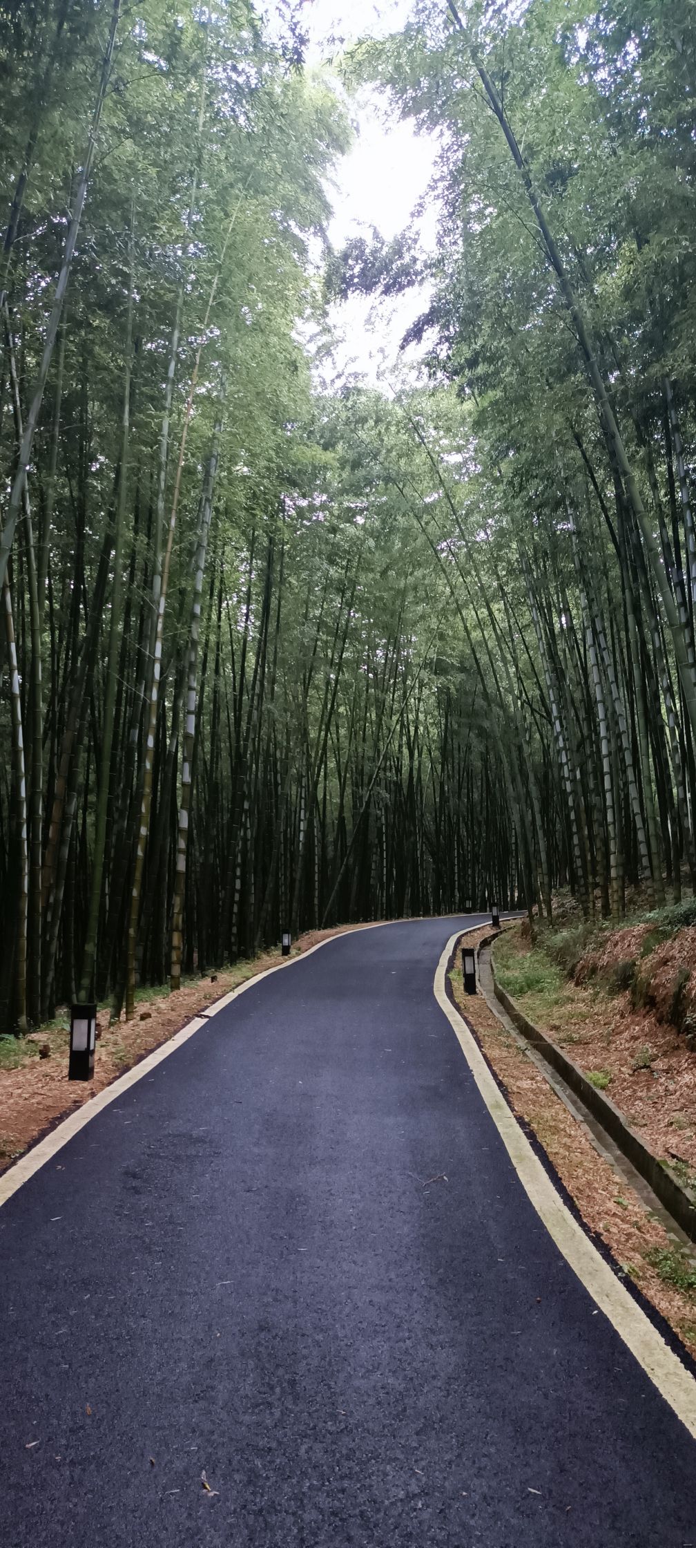 茅山竹海旅行图片 1