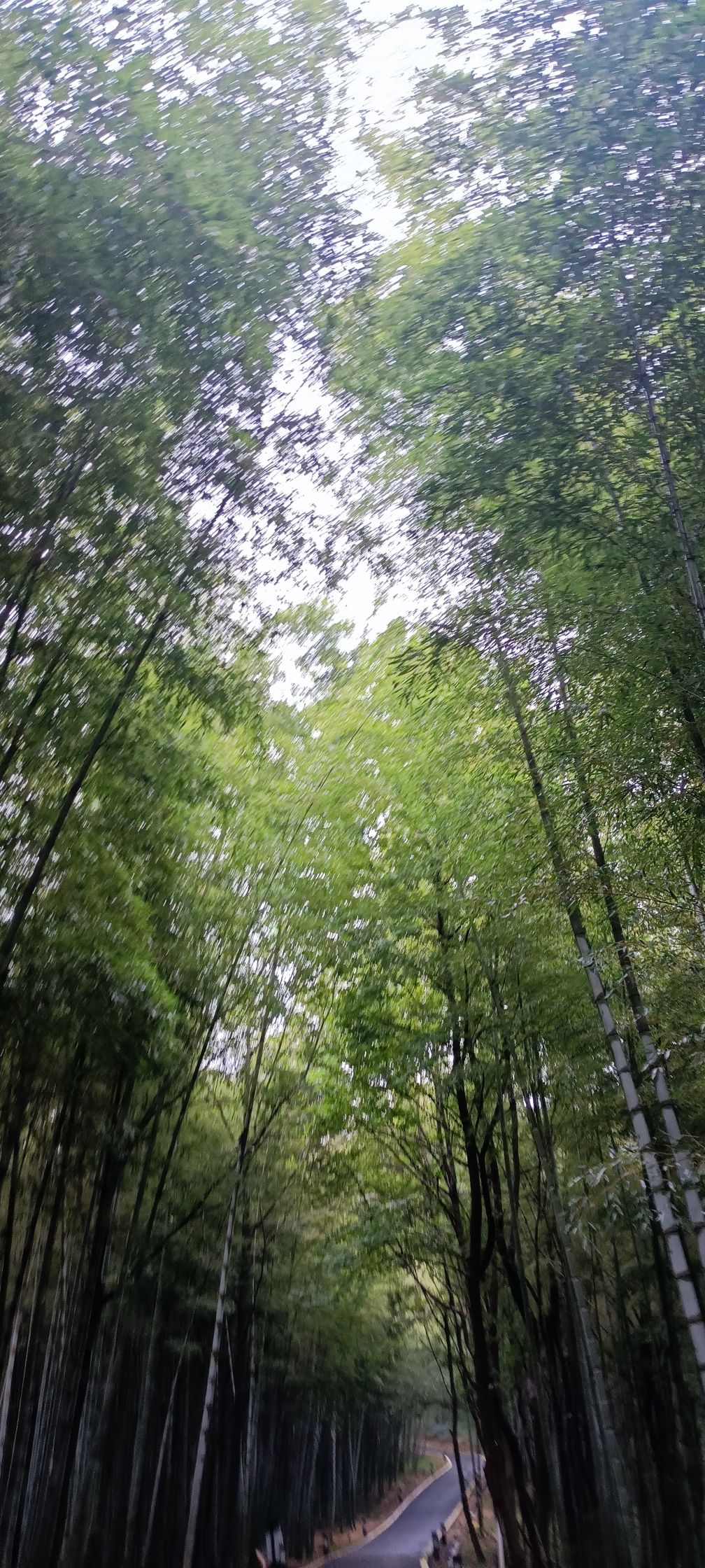 茅山竹海旅行图片 2