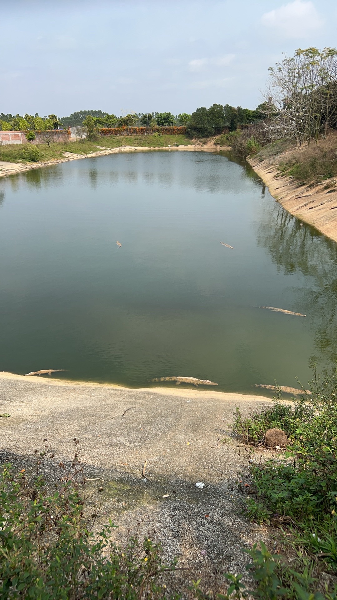 鳄鱼生态公园旅行图片 1