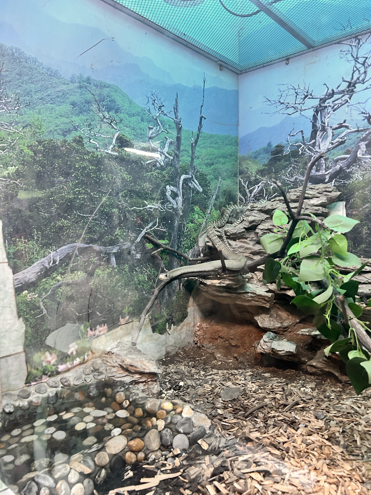 鳄鱼生态公园旅行图片 2