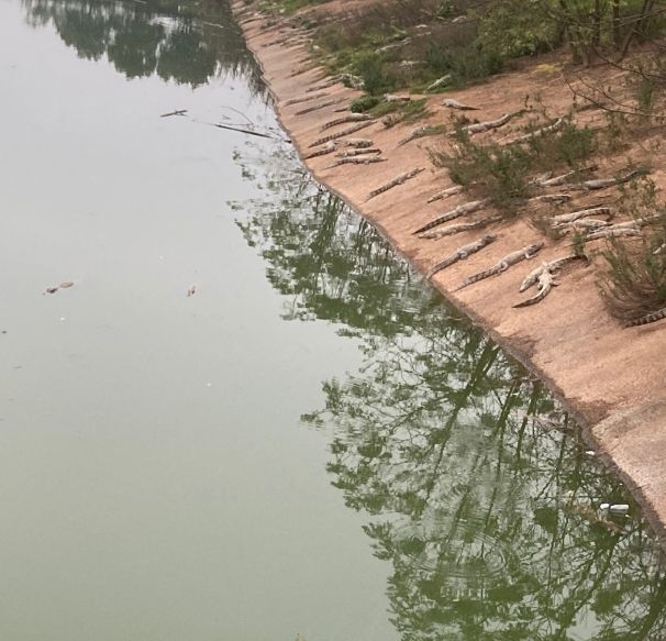 鳄鱼生态公园旅行图片 1