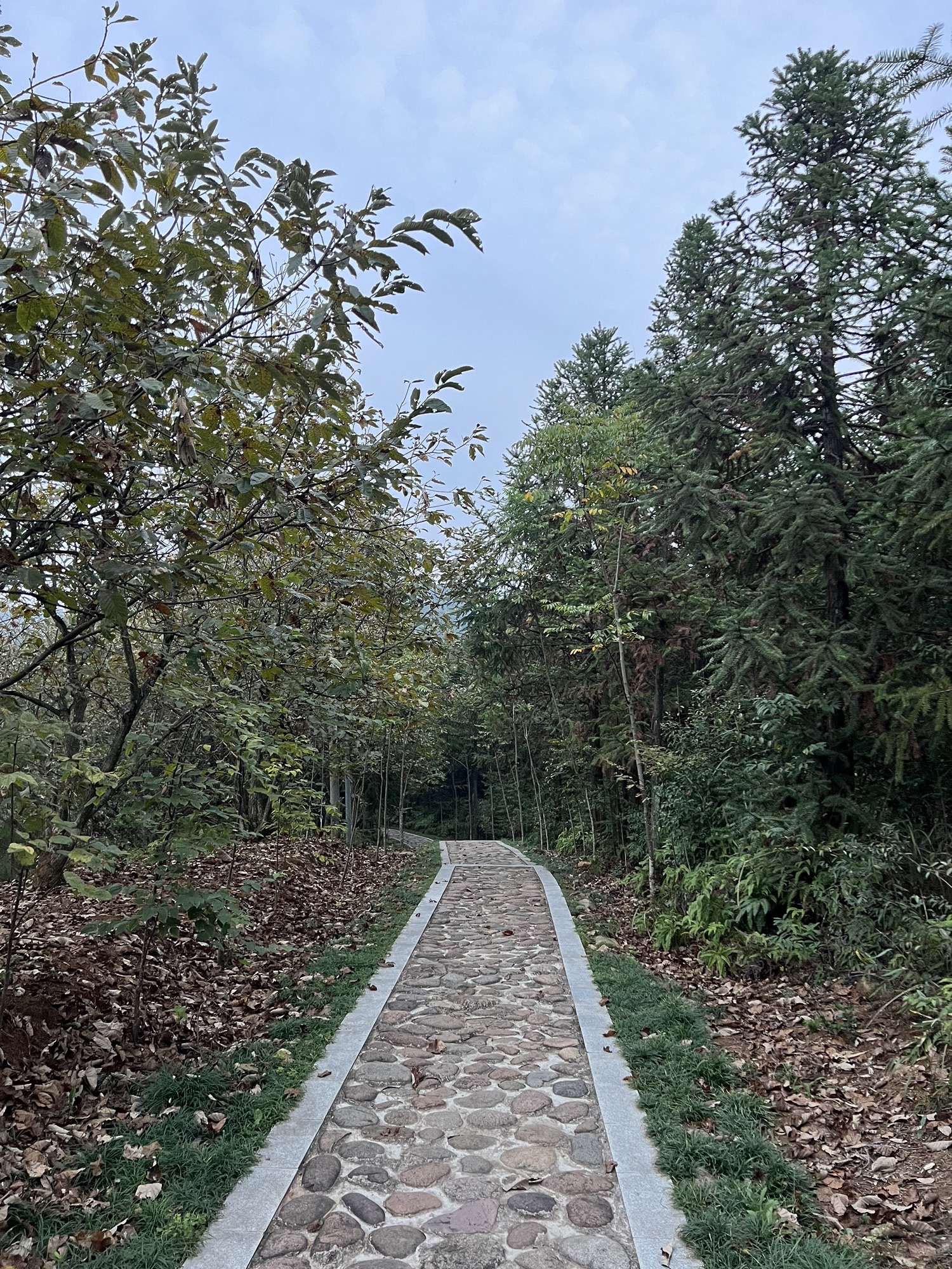 举村观景台旅行图片 2