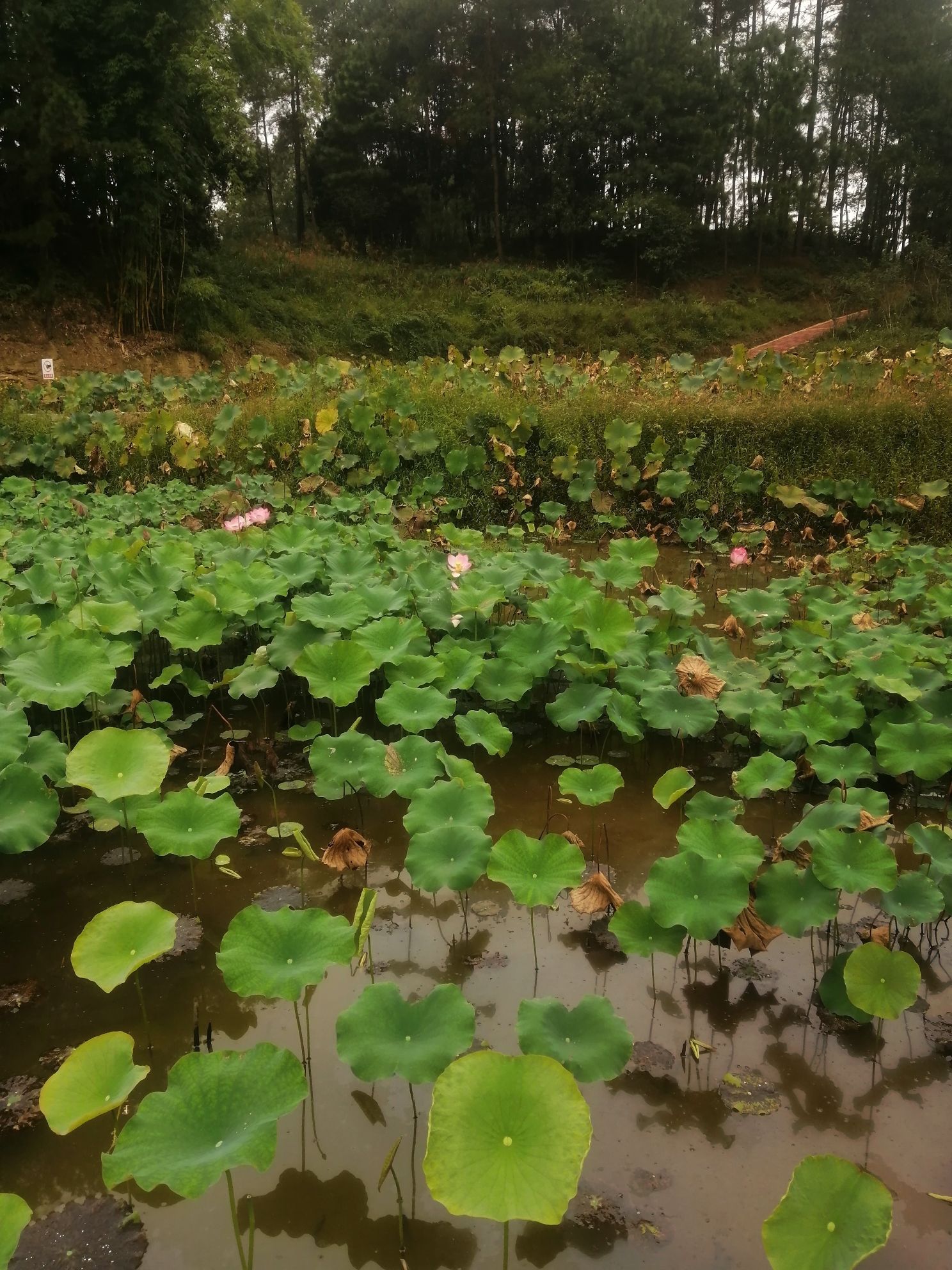 穹窿植物园旅行图片 1
