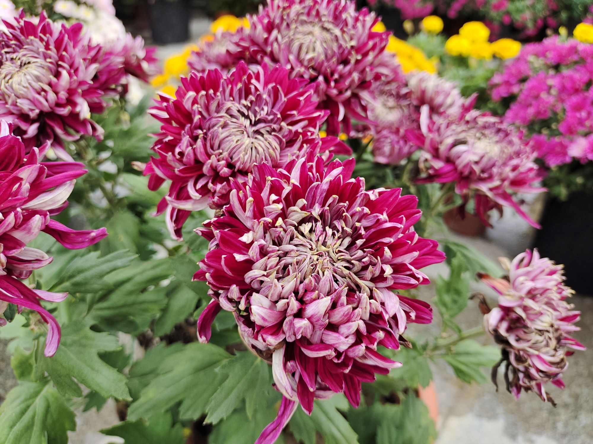 穹窿植物园旅行图片 3
