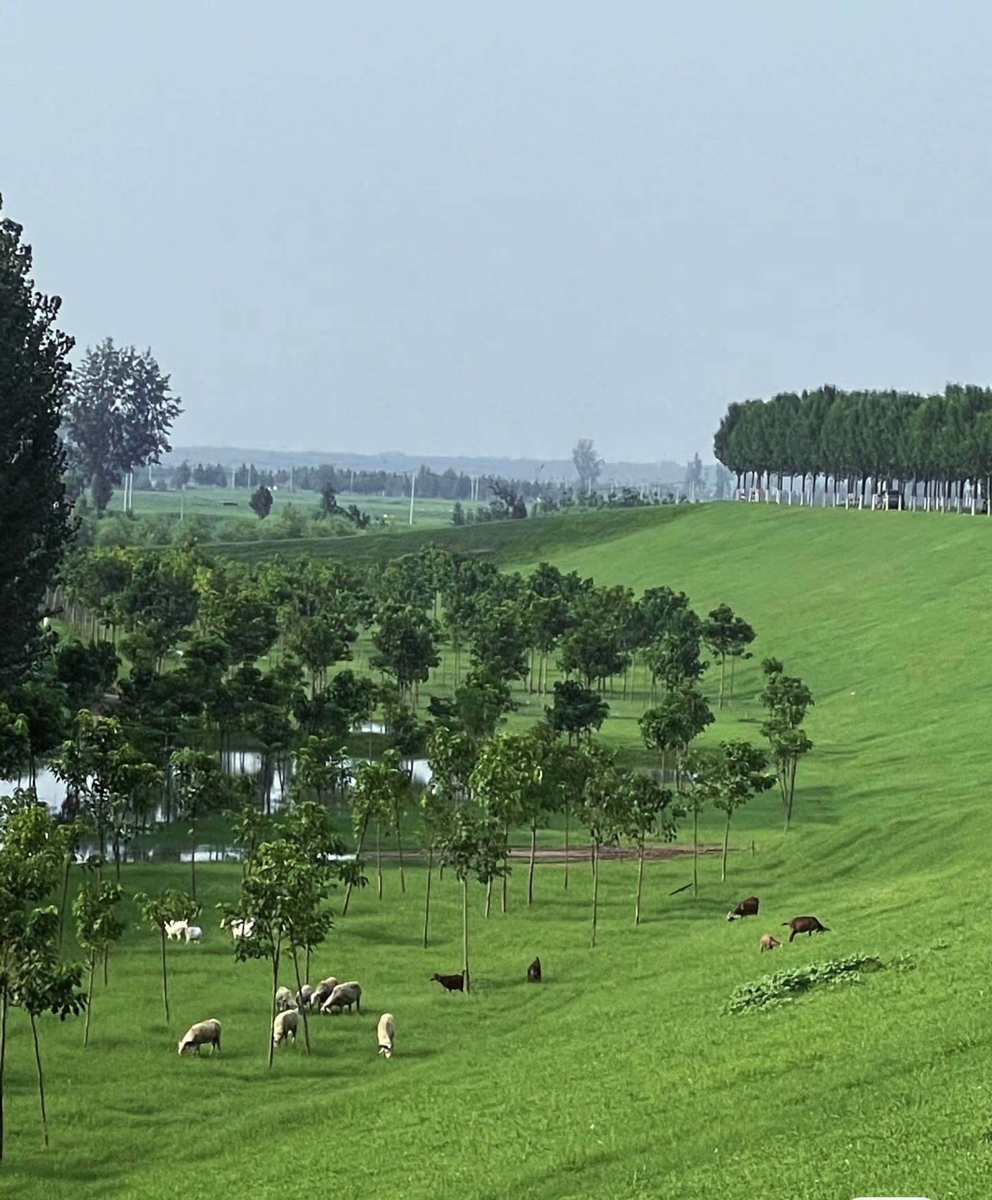 鄄城黄河法治文化广场旅行图片 3