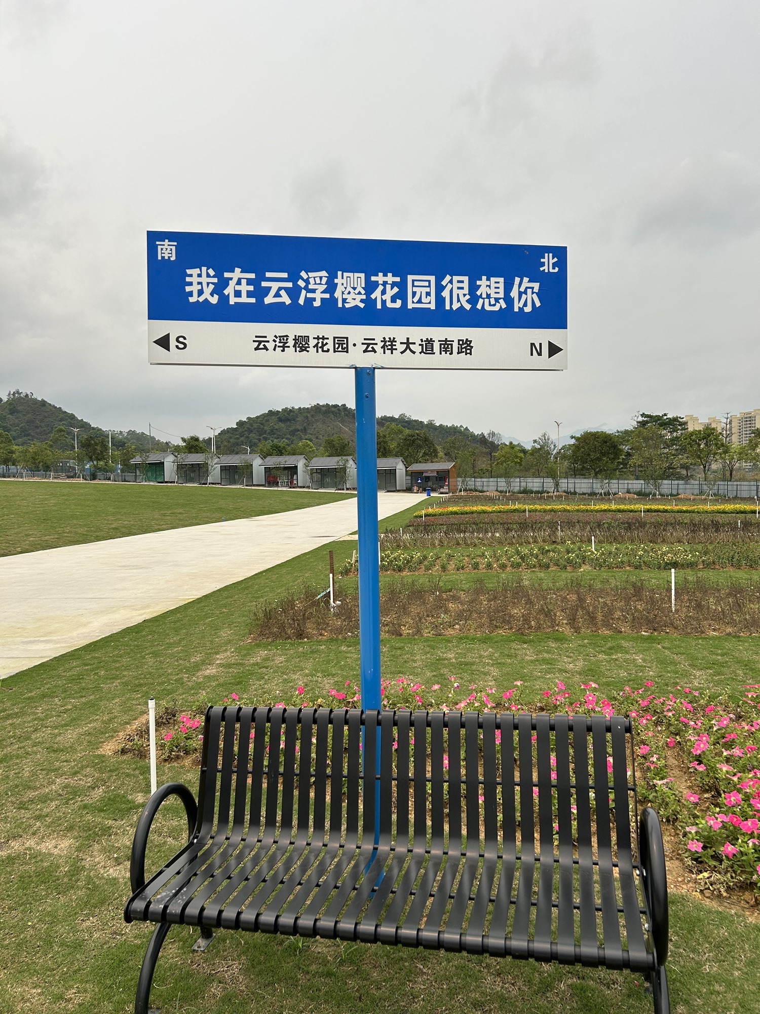 云浮樱花园旅行图片 2