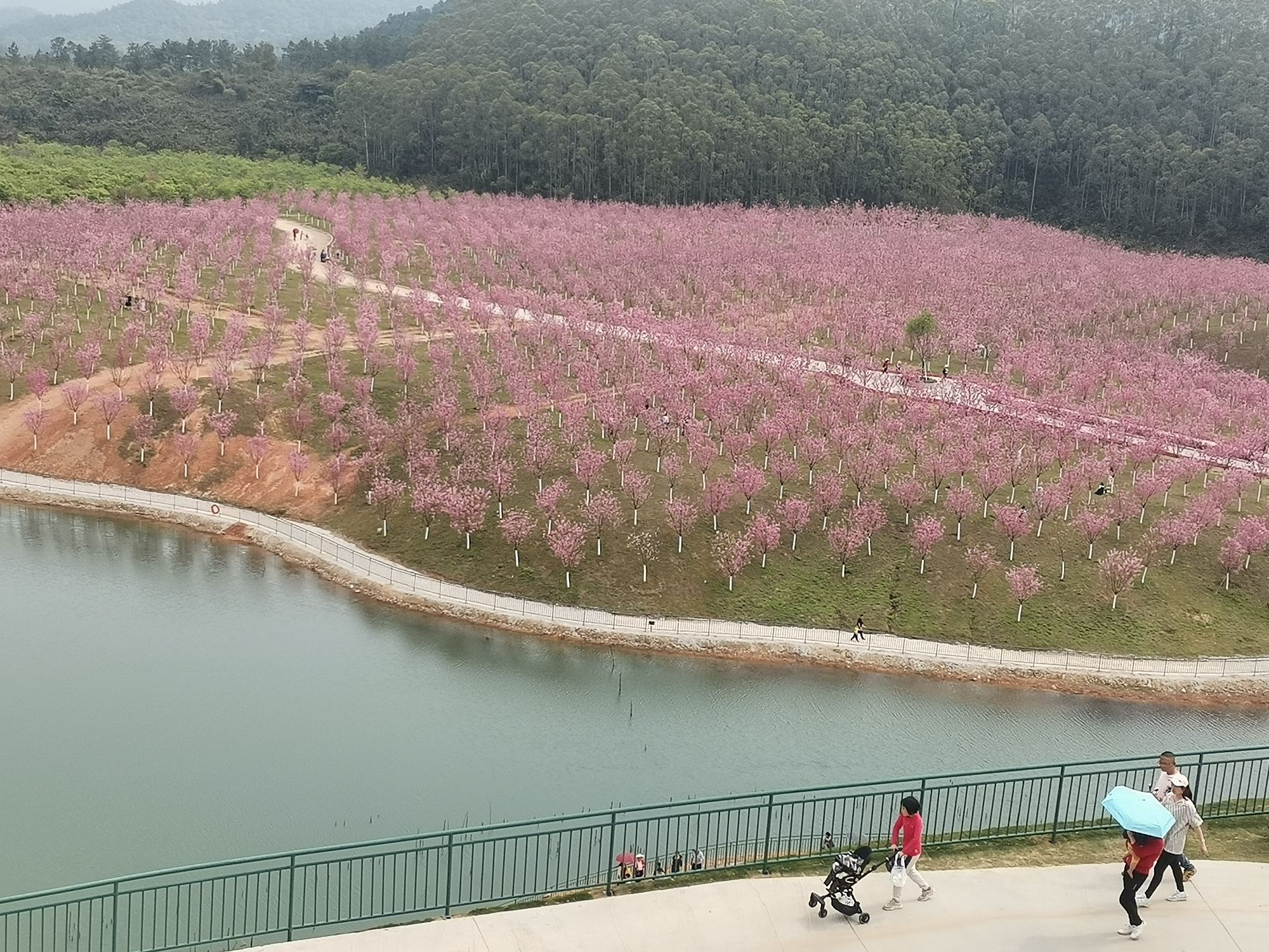 云浮樱花园旅行图片 1