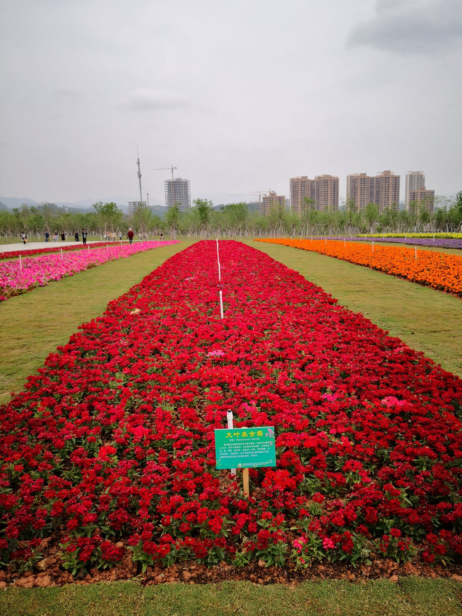 云浮樱花园旅行图片 1