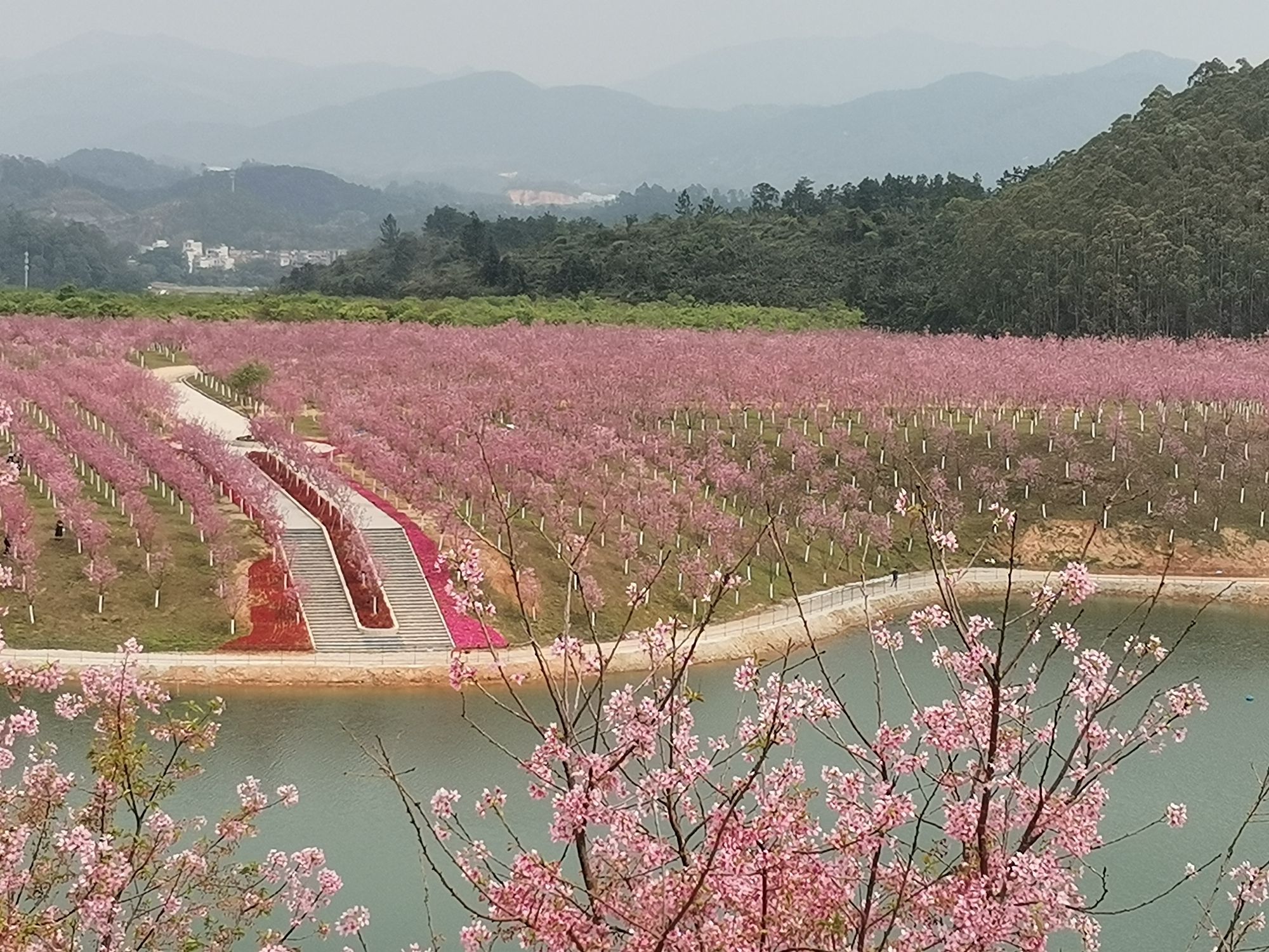 云浮樱花园旅行图片 3