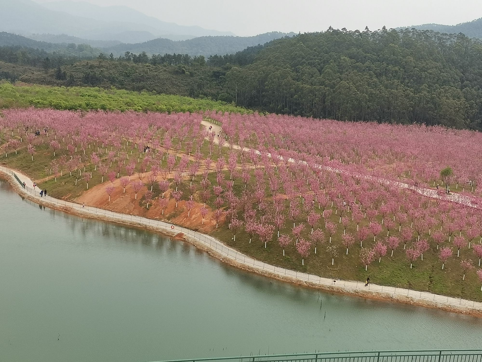 云浮樱花园旅行图片 2
