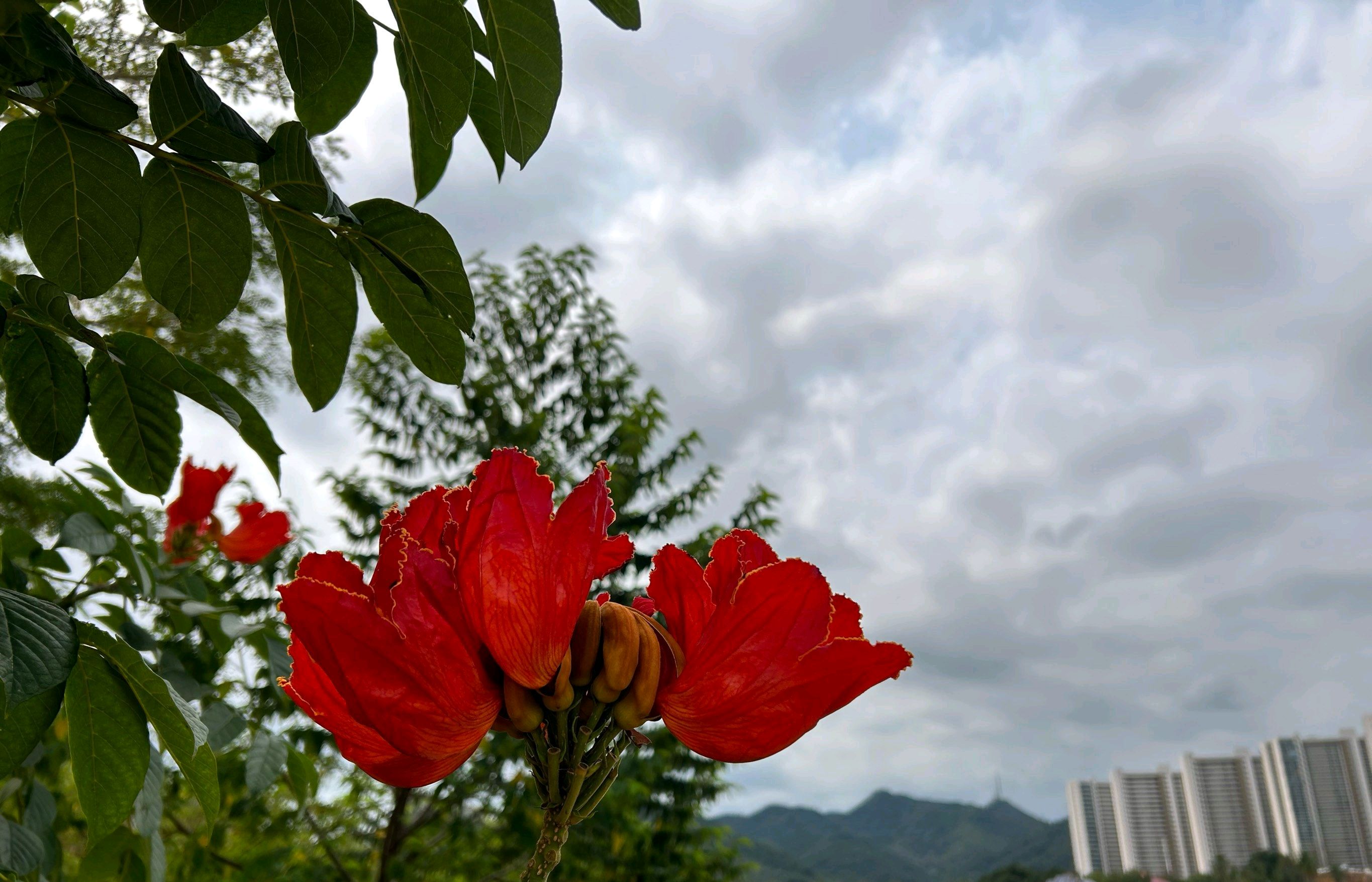 吉阳湿地公园旅行图片 2