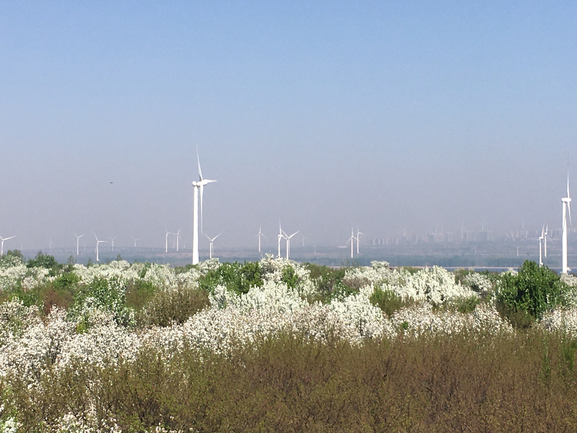印象上谷海棠公园旅行图片 2
