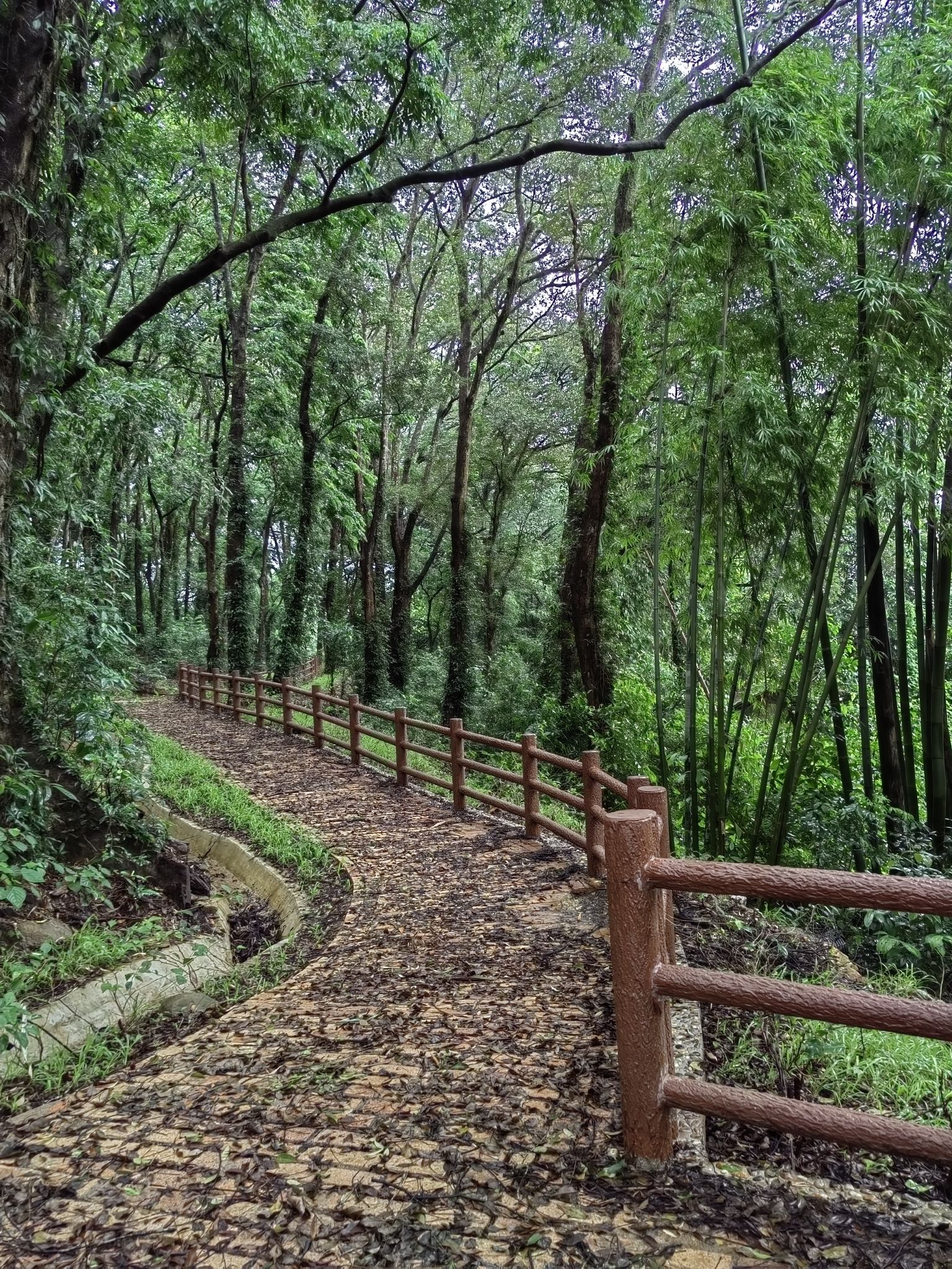 蕉坑古树公园旅行图片 2