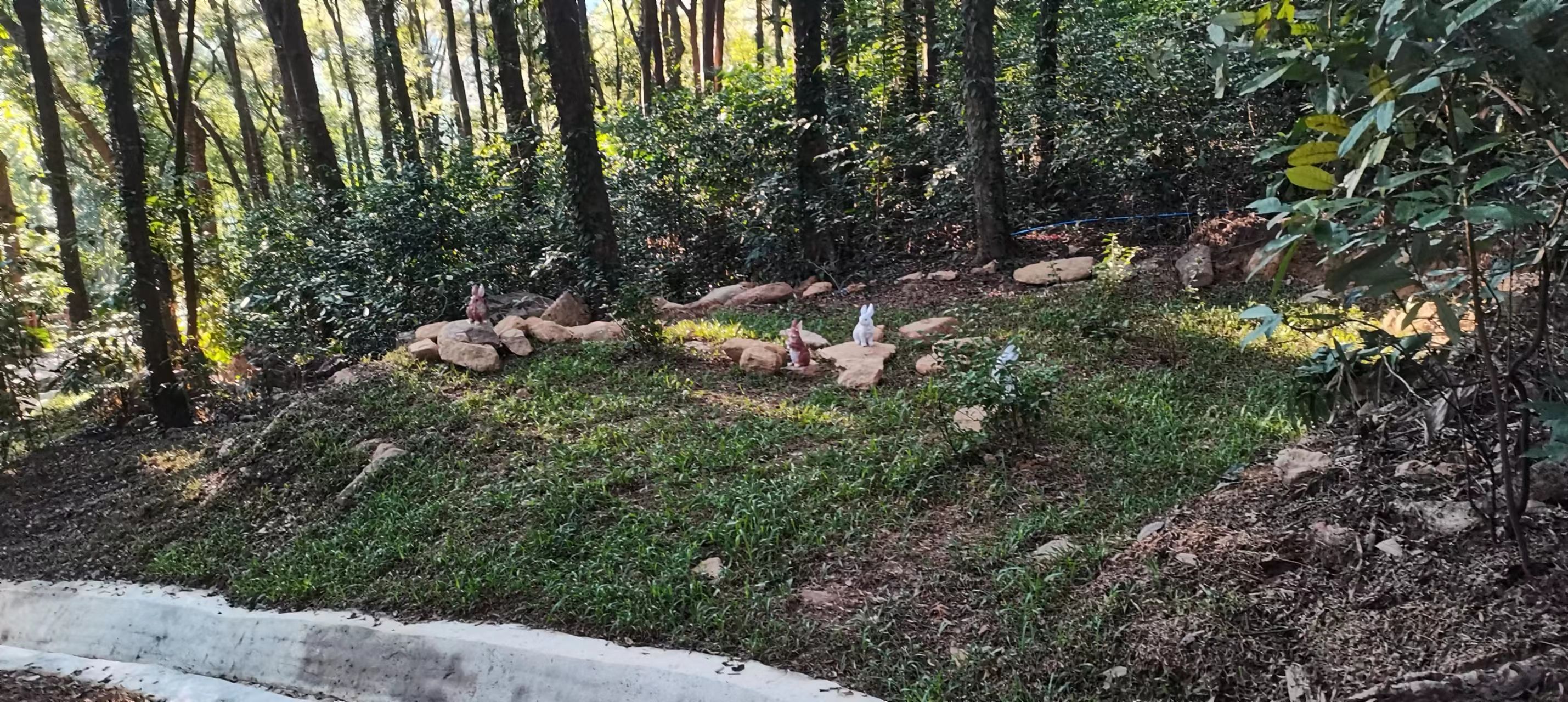 蕉坑古树公园旅行图片 1