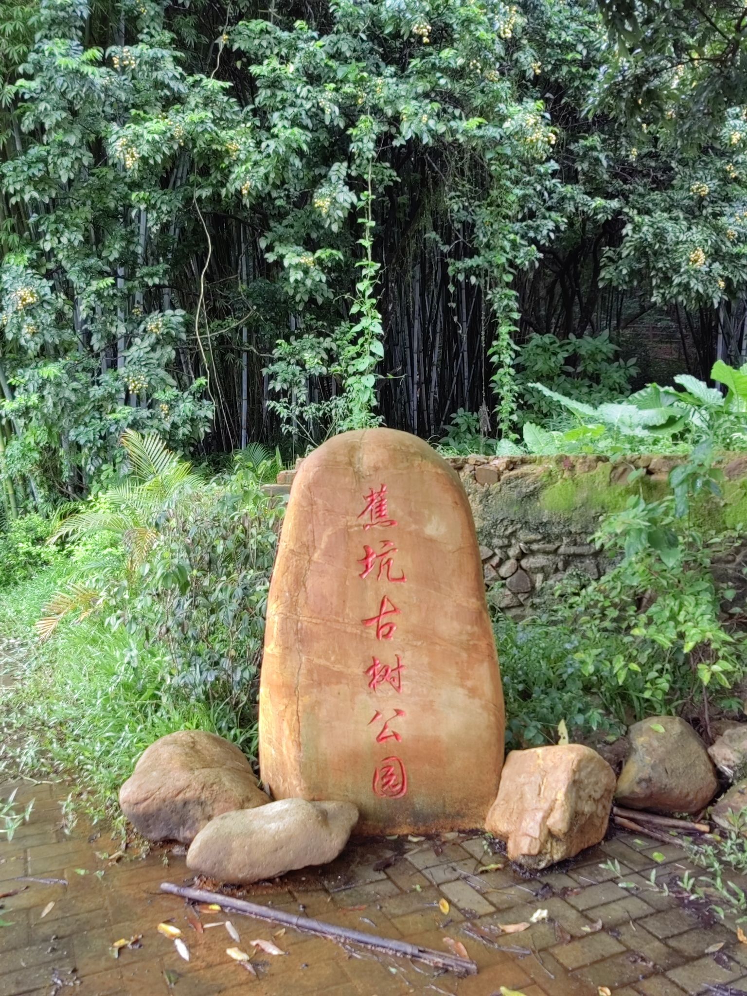 蕉坑古树公园旅行图片