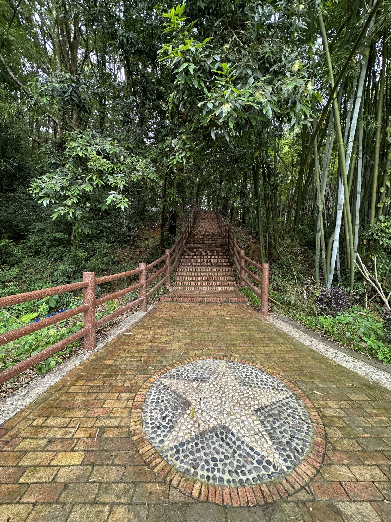蕉坑古树公园旅行图片 3