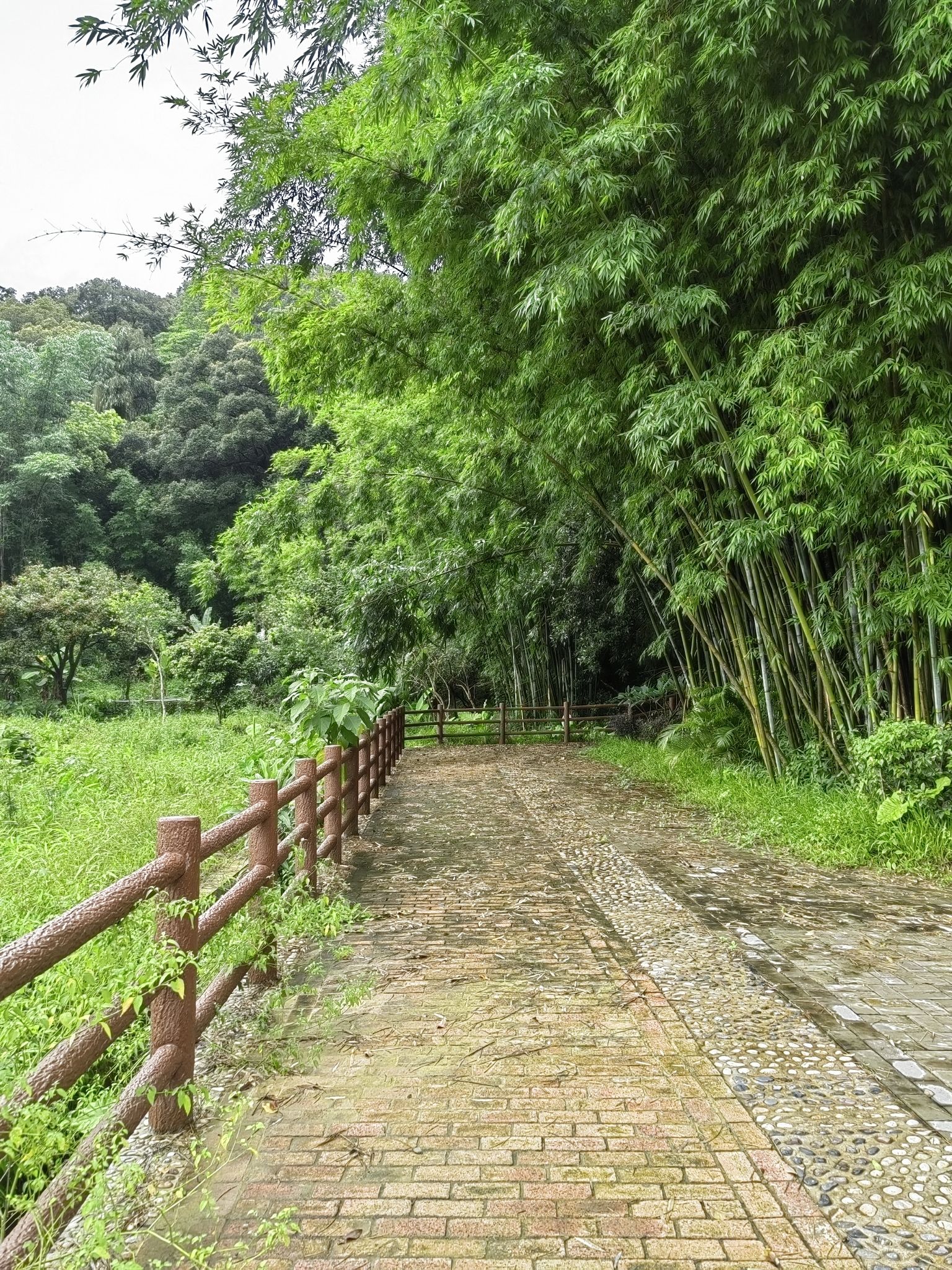 蕉坑古树公园旅行图片 3