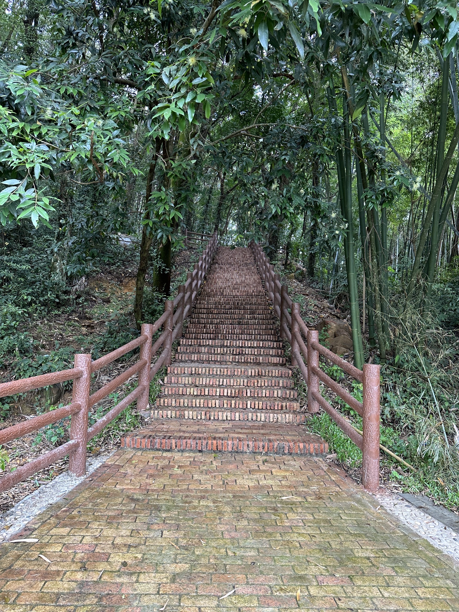 蕉坑古树公园旅行图片 2