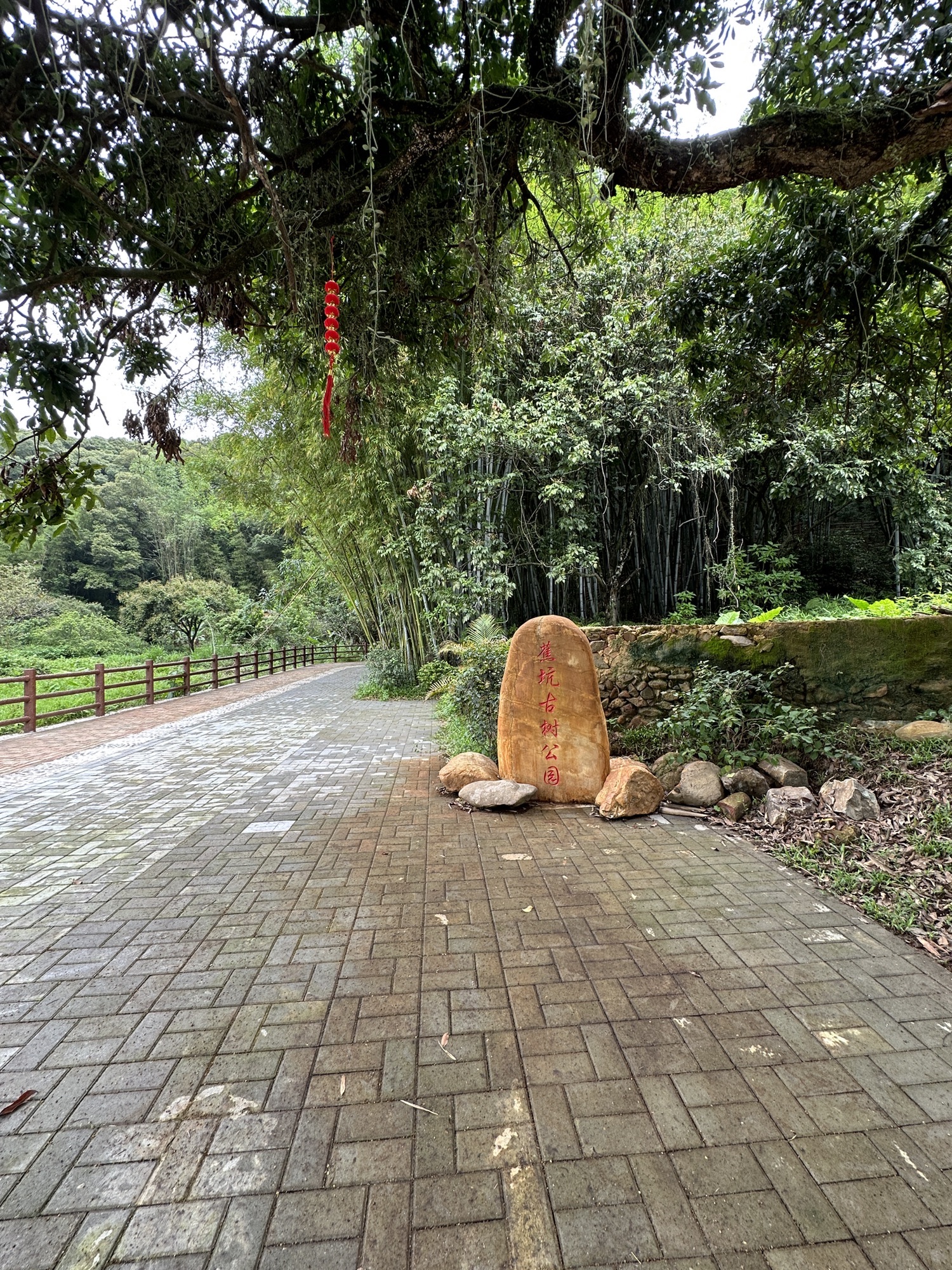 蕉坑古树公园旅行图片 1
