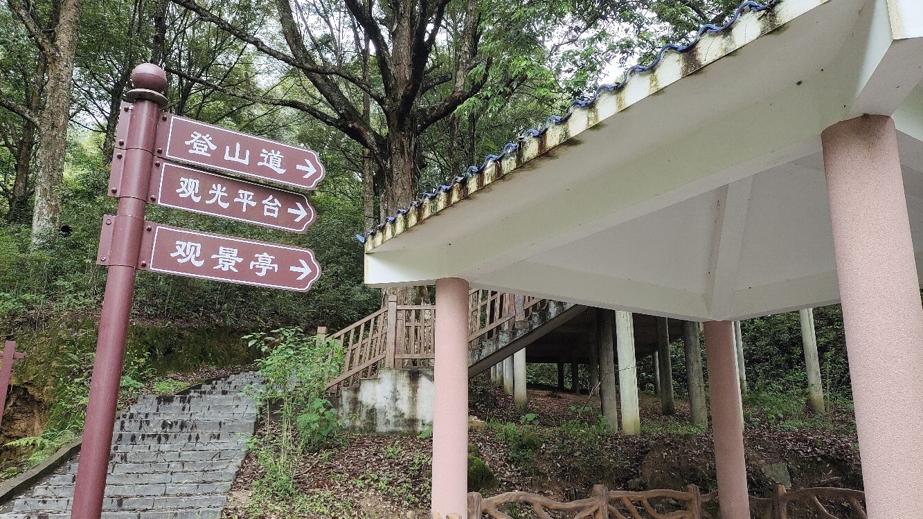 古城村红锥古树公园旅行图片 1