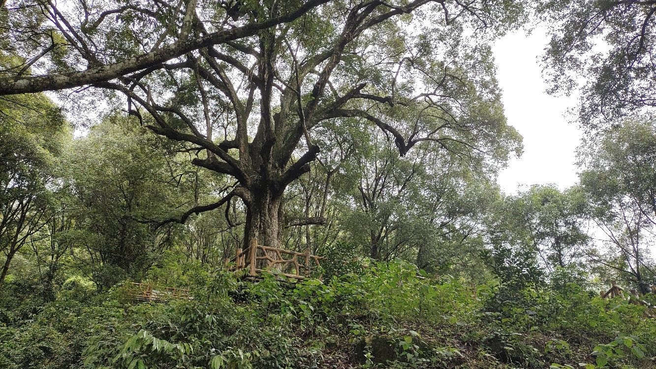 古城村红锥古树公园旅行图片 3