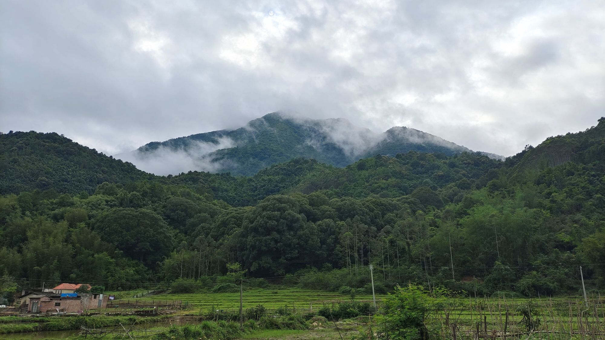 古城村红锥古树公园旅行图片 2