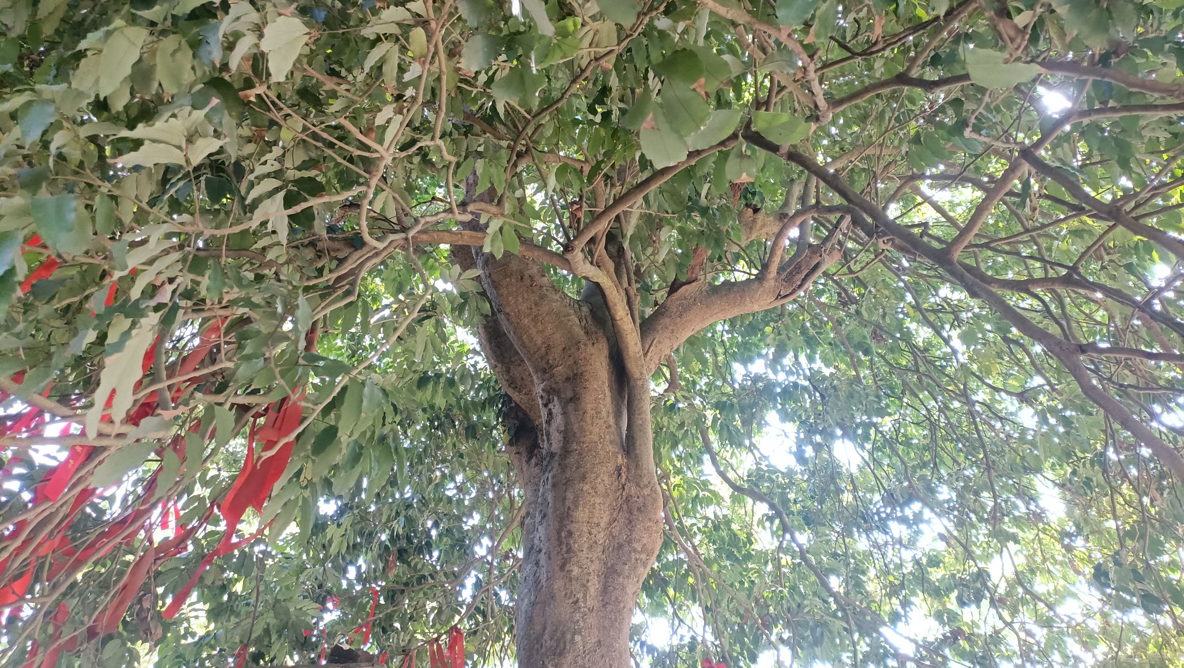 道源阁旅行图片 1