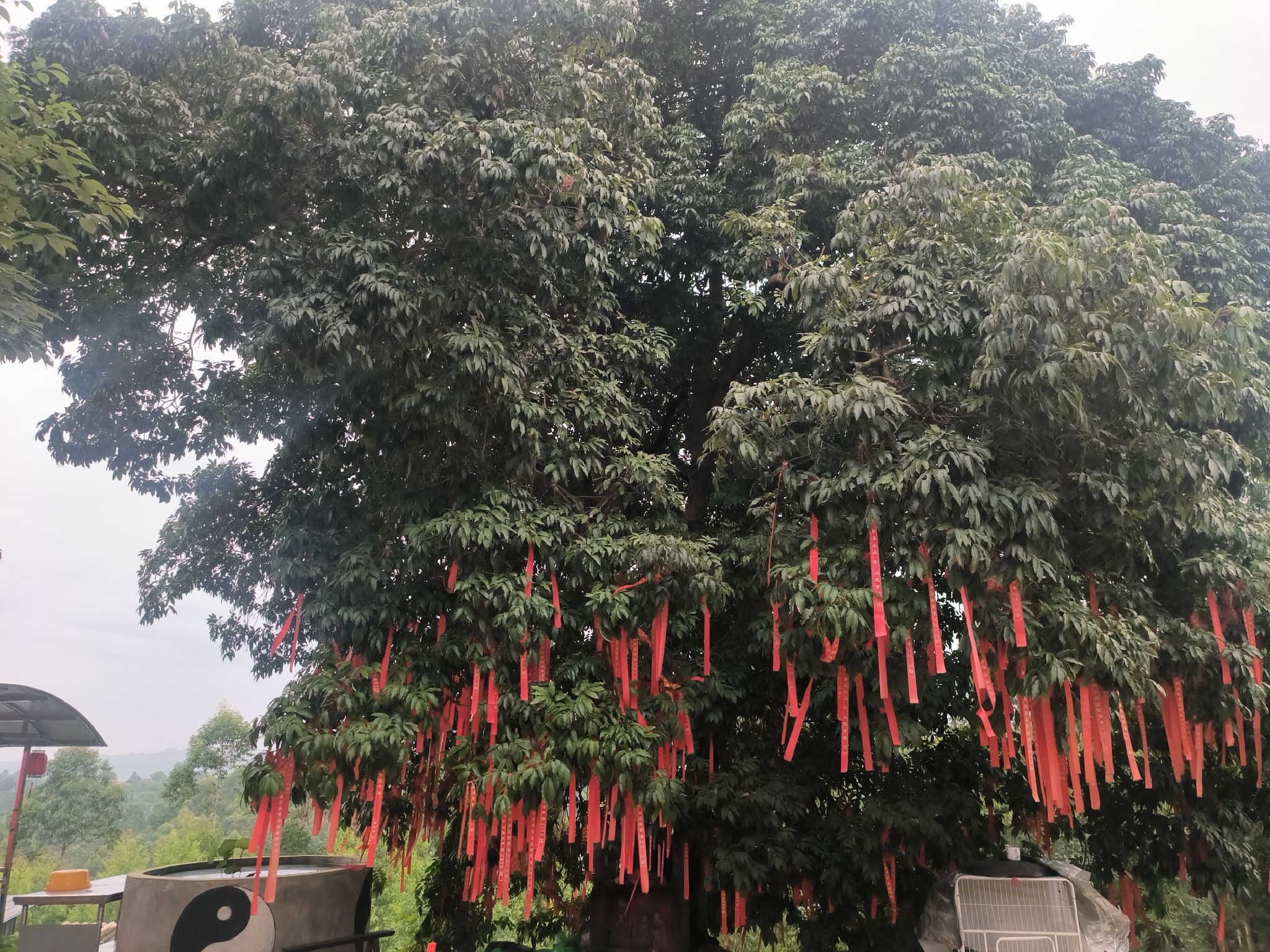 道源阁旅行图片 2