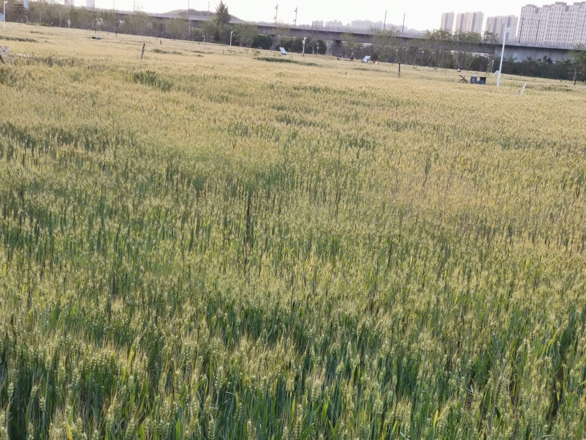 站马屯龙山文化遗址公园旅行图片 3