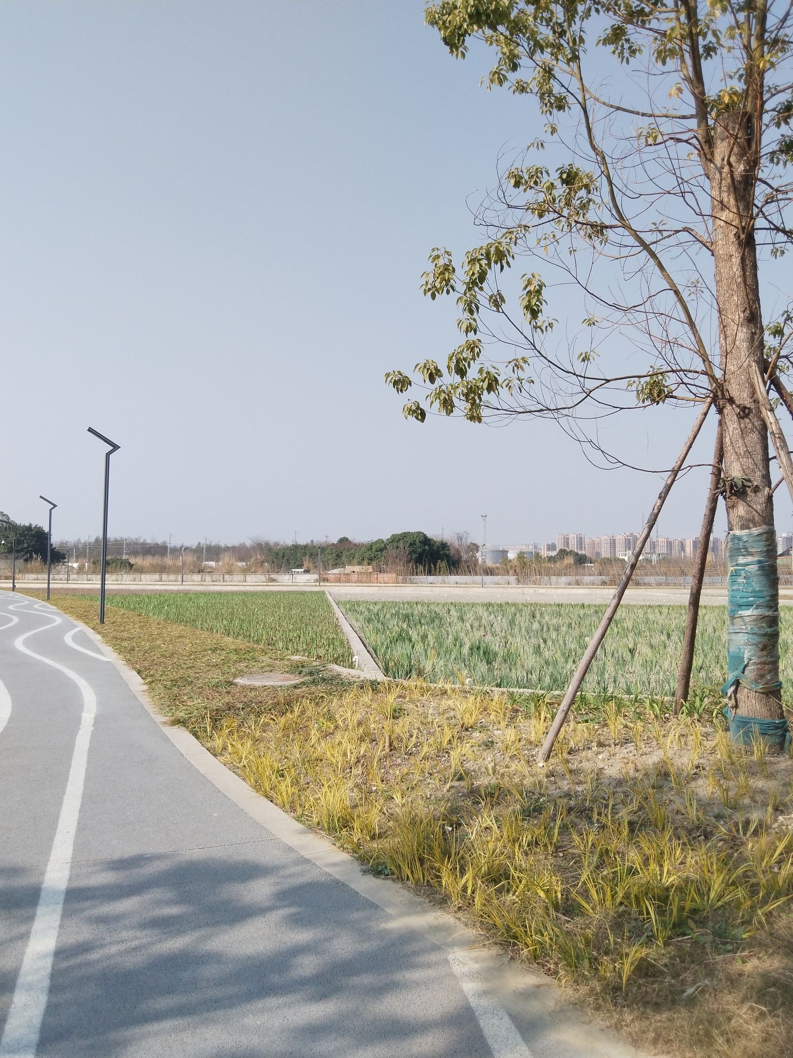骑龙中水湿地公园旅行图片 3