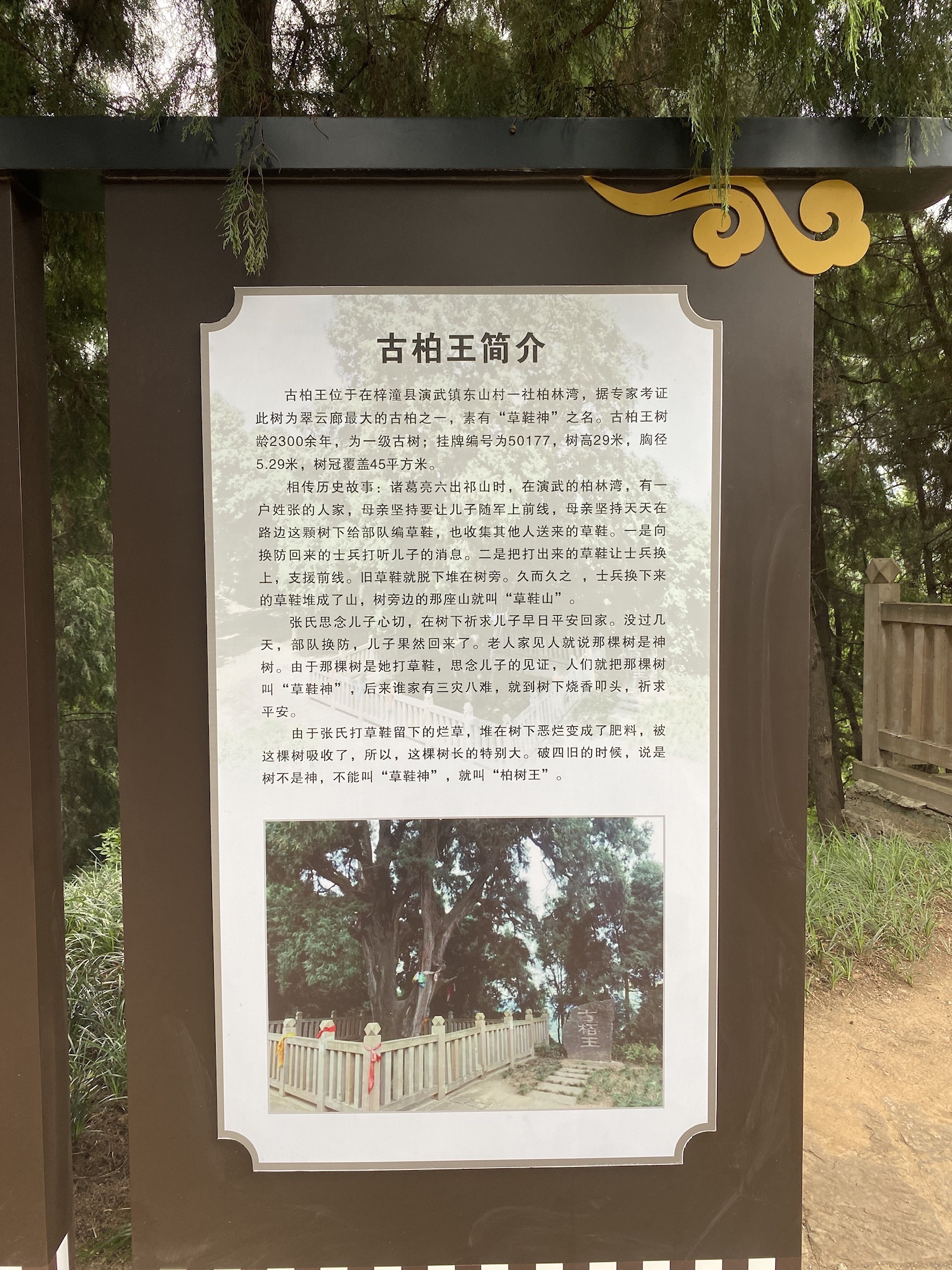古柏王小微公园旅行图片 1