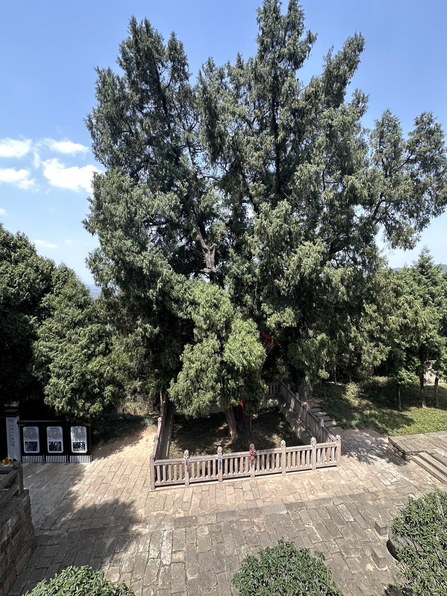 古柏王小微公园旅行图片 1