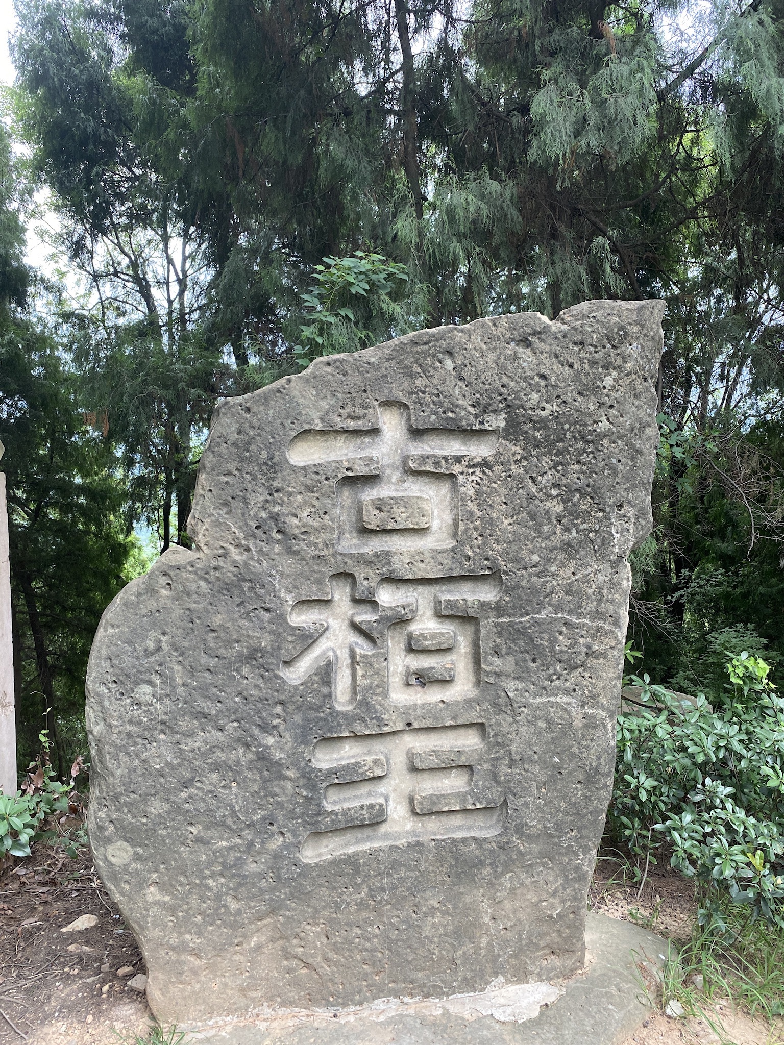 古柏王小微公园旅行图片 2