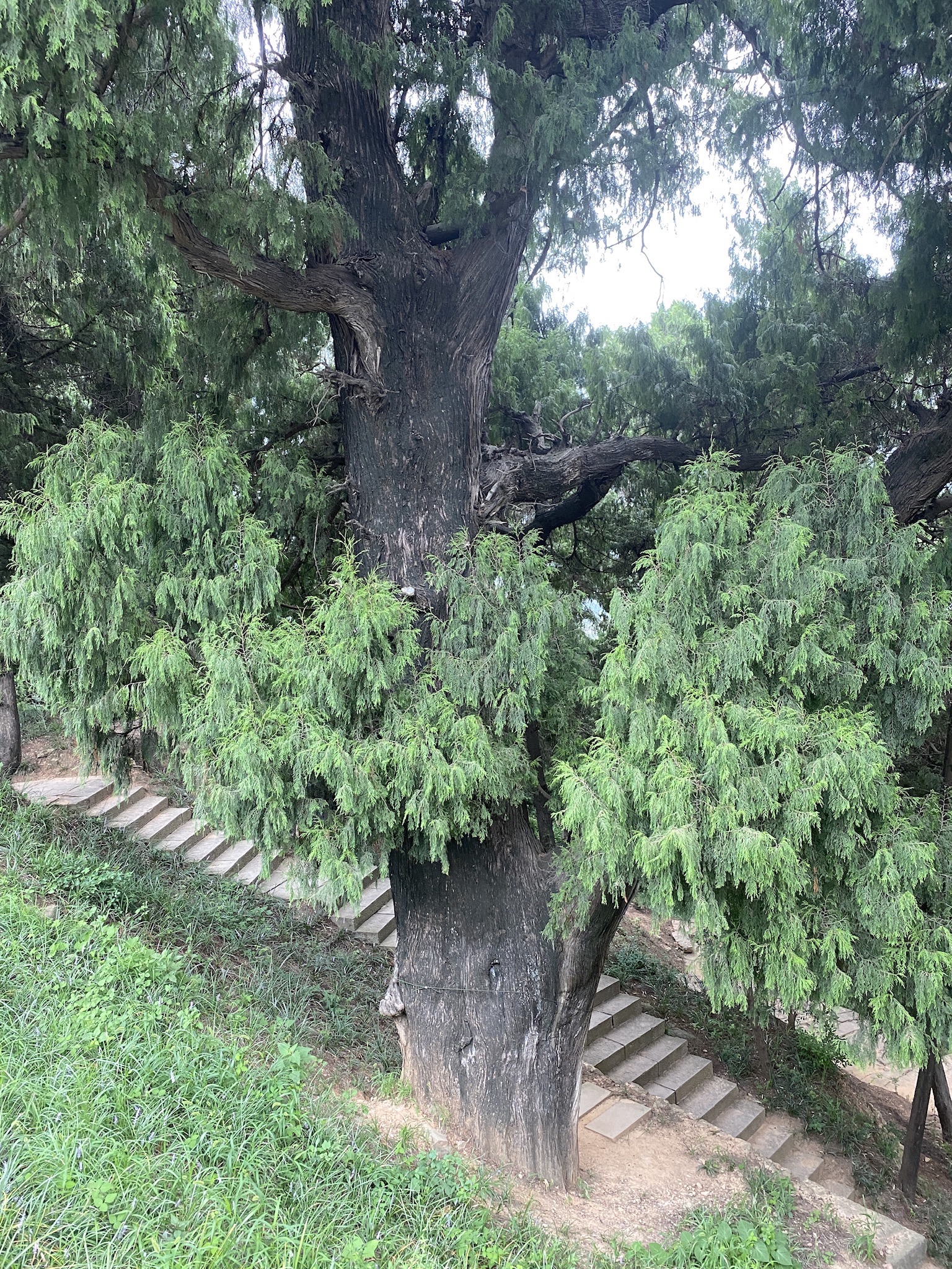 古柏王小微公园旅行图片 3