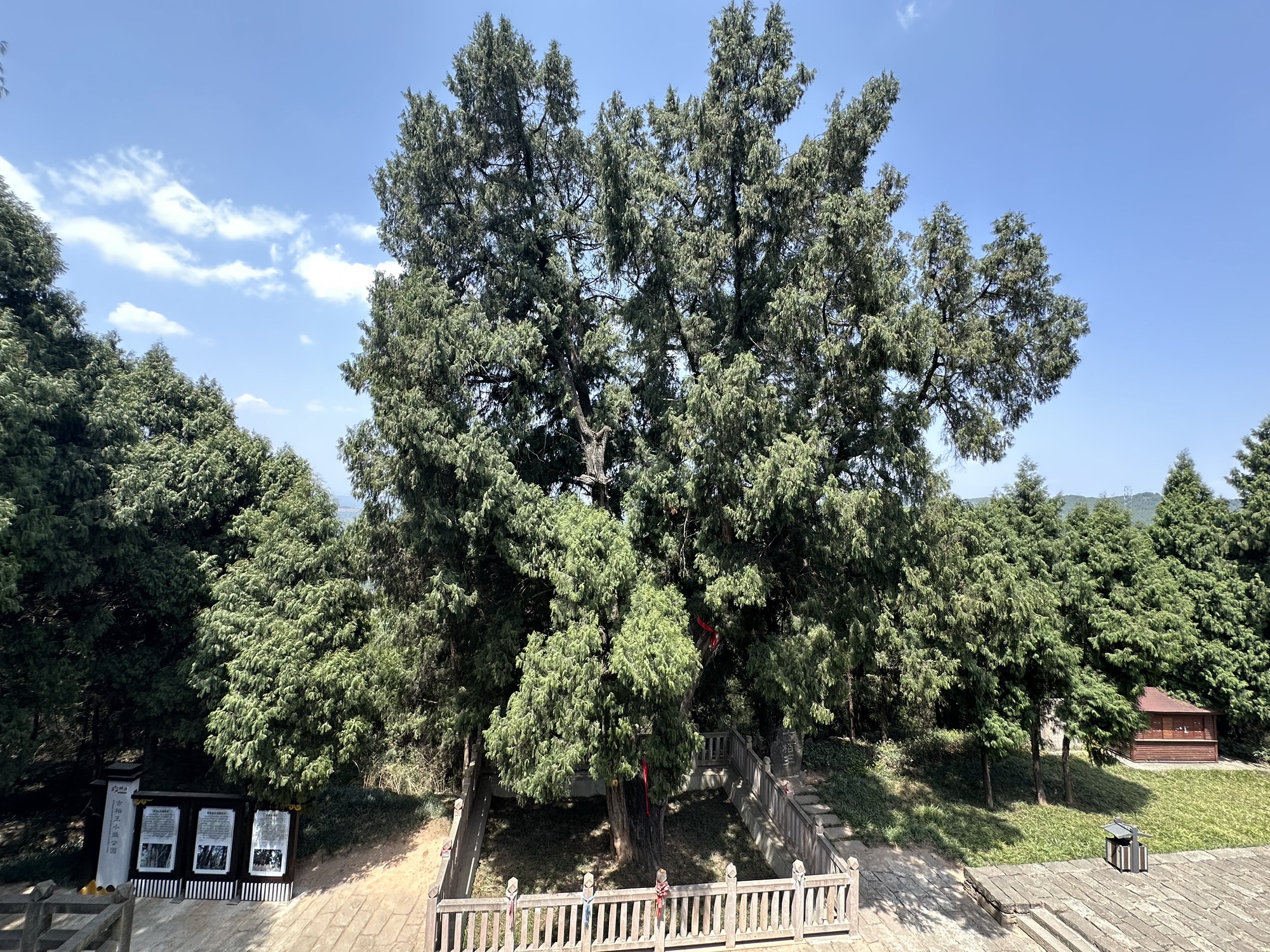 古柏王小微公园旅行图片 2